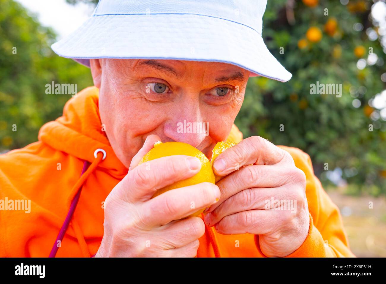 Die männliche Hand des Bauern legt sanft eine Handvoll frisch gepflückter Orangen auf einen lebendigen Orangenbaum, die Verbindung zwischen Mensch und Natur, das Leben im Kreislauf, das Kopfgeld h Stockfoto