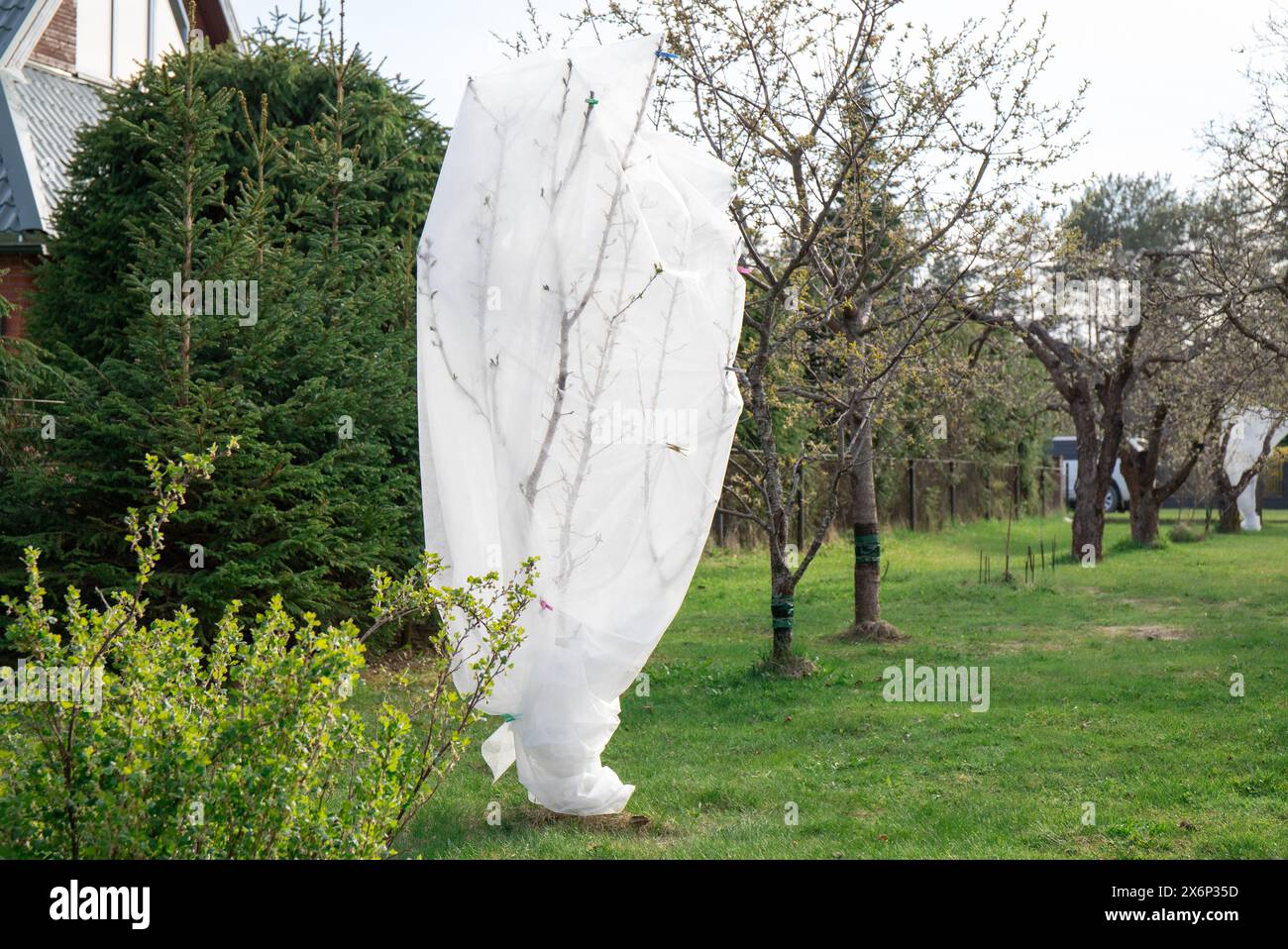 Schutz der Obstbaumblüten vor kalten Erfrierungen im frühen Frühjahr im Garten im Freien mit weißem Gefrierschutzgewebe. Stockfoto