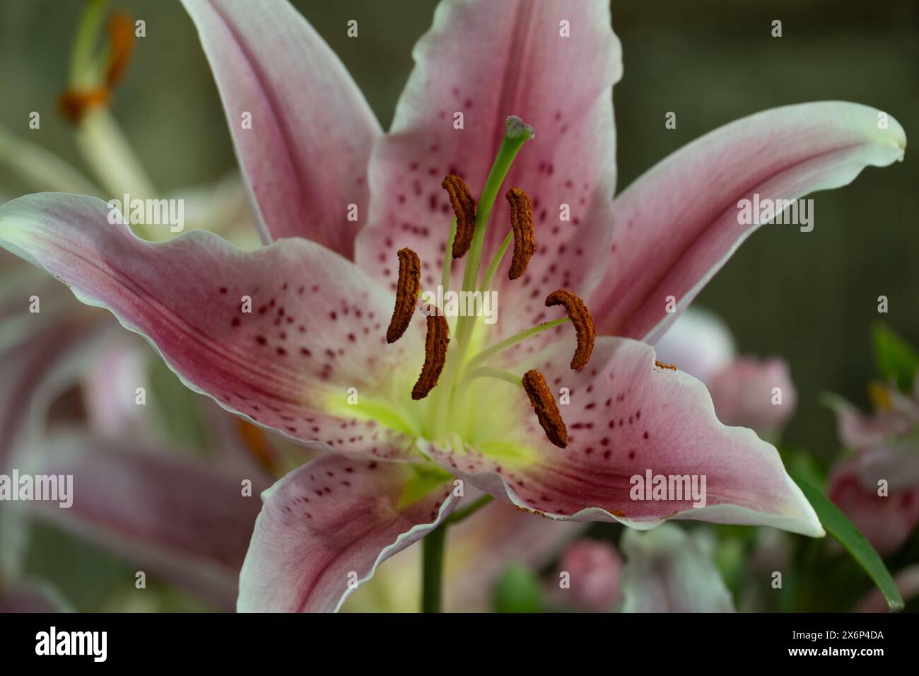Eine rosa Lilienblume Stockfoto