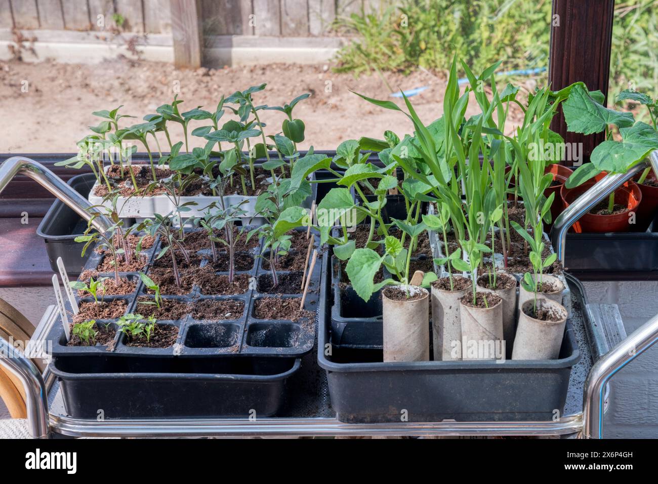 Zuckermais, Tomaten, Pfeffer und Süsserbsensamen werden drinnen in alten Samentabletts und Toilettenrollen aus Pappe angebaut, bevor sie in den Garten gepflanzt werden. Stockfoto