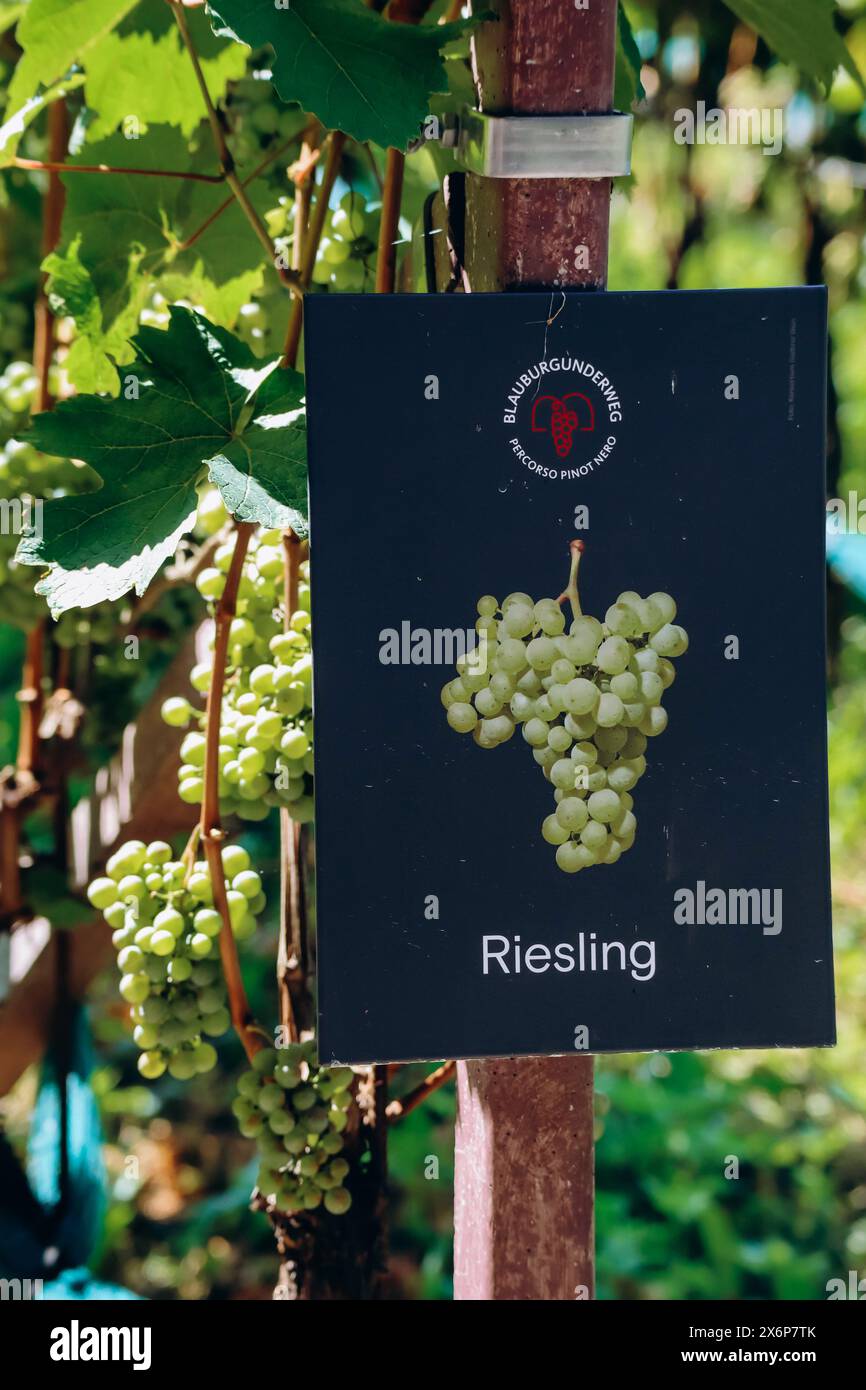 Weinberge in den Bergen Südtirols in Norditalien, etwa 15 km südlich von Bozen, Pinot Noir Trail Stockfoto