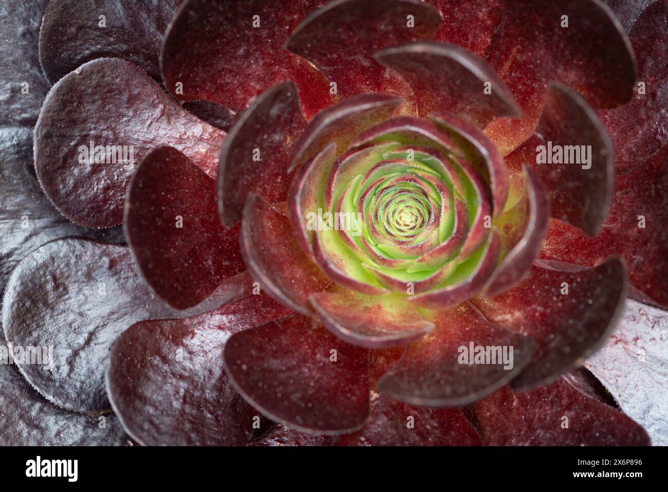 Semponium Destiny Plant Stockfoto