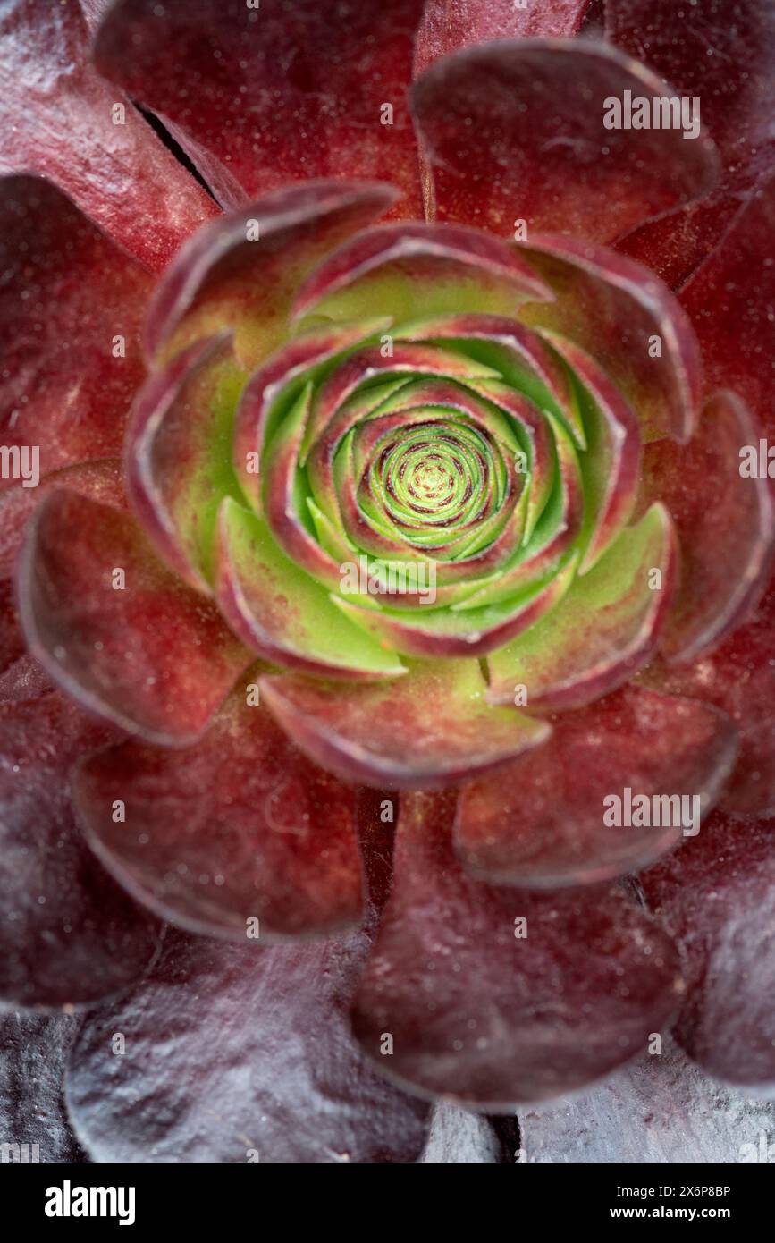 Semponium Destiny Plant Stockfoto