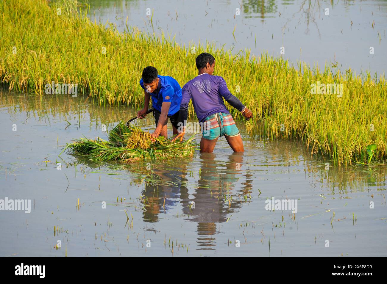 Bauern, die Boro-Paddy ernten, sind teilweise in überflutetem Land untergetaucht. Häufige Regenfälle in Sylhet und Wasser, das aus den Hügeln von Meghalaya fließt, haben die Reisfelder in Kanaighat, Goainghat und Jaintapur upazilas an der Grenze zu Sylhet überschwemmt. Sylhet, Bangladesch. Stockfoto