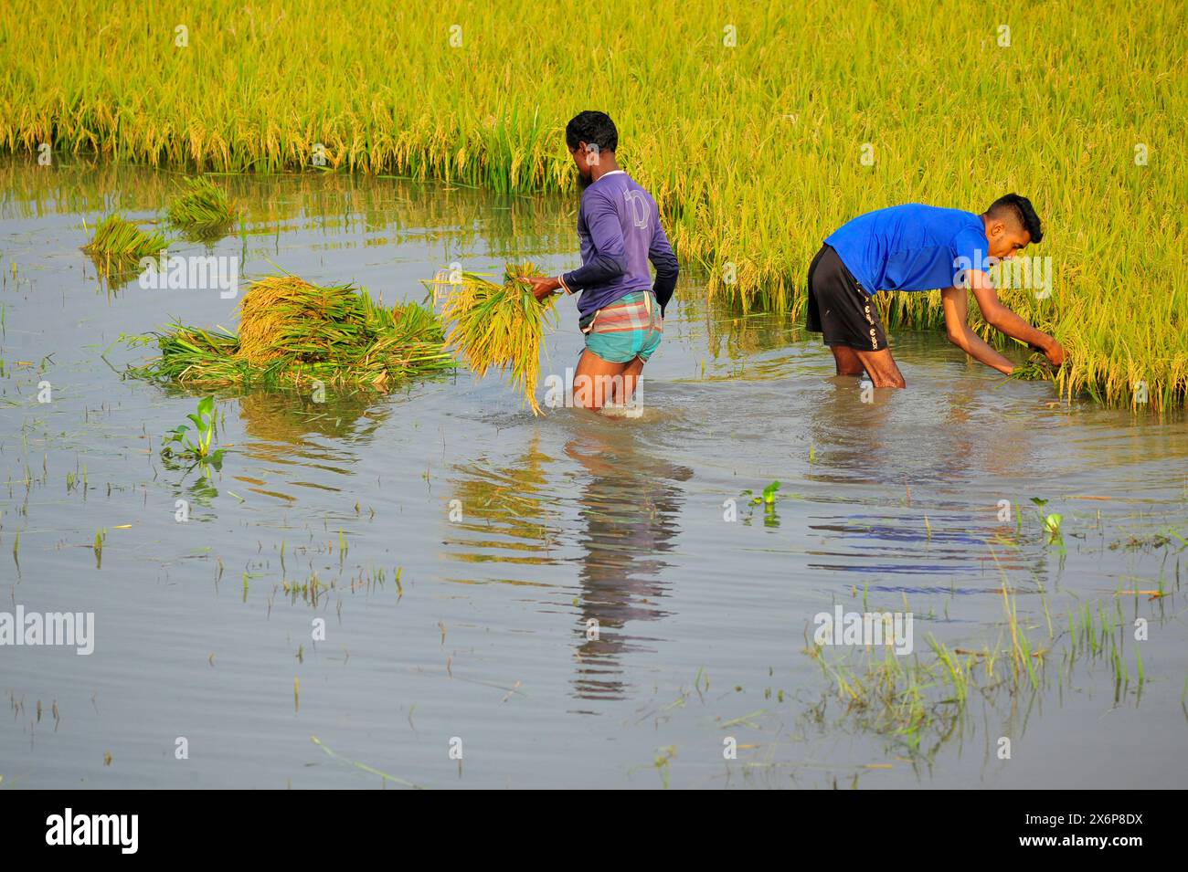 Bauern, die Boro-Paddy ernten, sind teilweise in überflutetem Land untergetaucht. Häufige Regenfälle in Sylhet und Wasser, das aus den Hügeln von Meghalaya fließt, haben die Reisfelder in Kanaighat, Goainghat und Jaintapur upazilas an der Grenze zu Sylhet überschwemmt. Sylhet, Bangladesch. Stockfoto