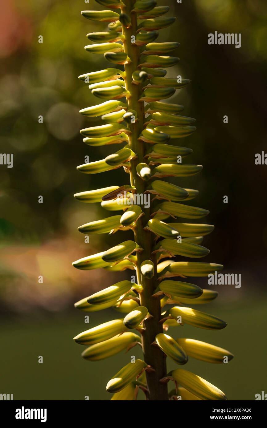 Natürliches Nahaufnahme blühendes Pflanzenporträt der hartnäckigen Aloe, die in der Frühlingssonne von Arizona (USA) glüht. Stockfoto