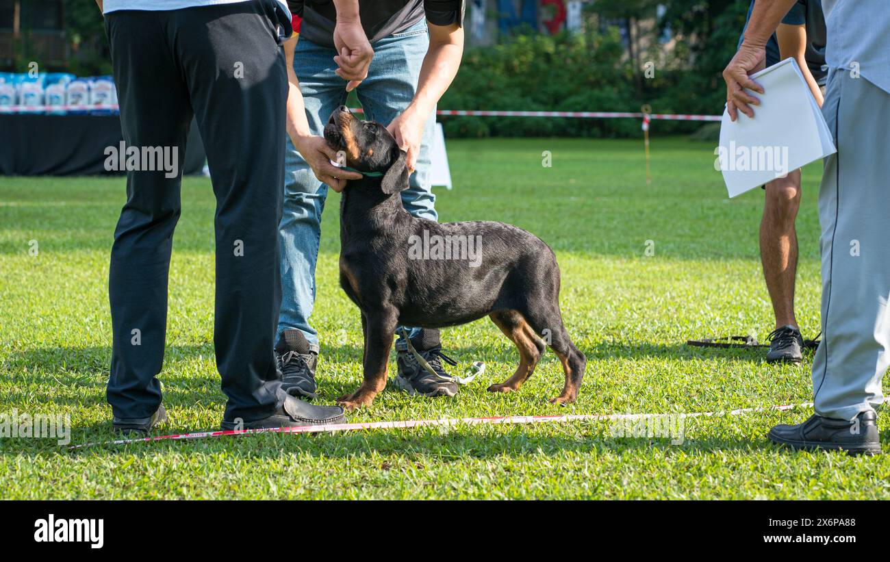 Rottweiler Welpe hat Kopf und Zähne zu untersuchen. Eine Hundeshow-Veranstaltung läuft. Stockfoto