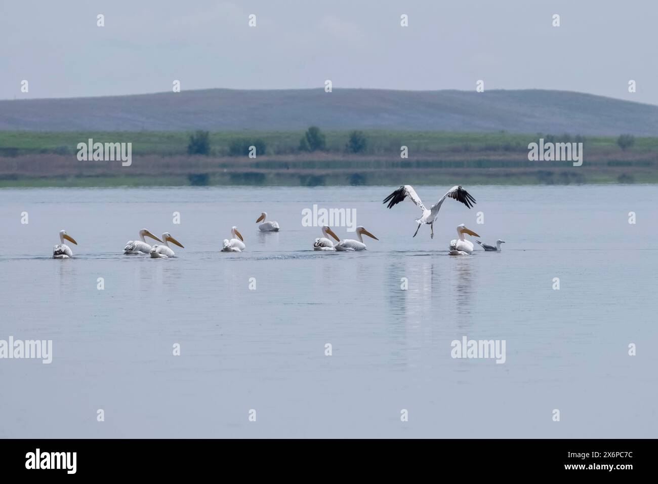 Eine Gruppe rosa Pelikane schwimmt im See Sorbulak in Kasachstan, einer von ihnen startet Stockfoto