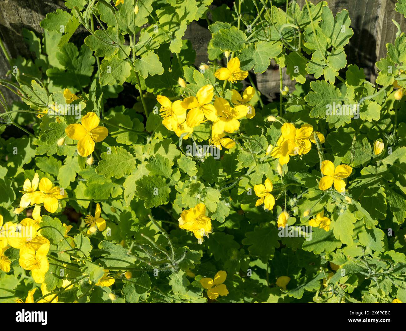 Greater Celandine, Cherry Willingham, Lincolnshire, England, Großbritannien Stockfoto