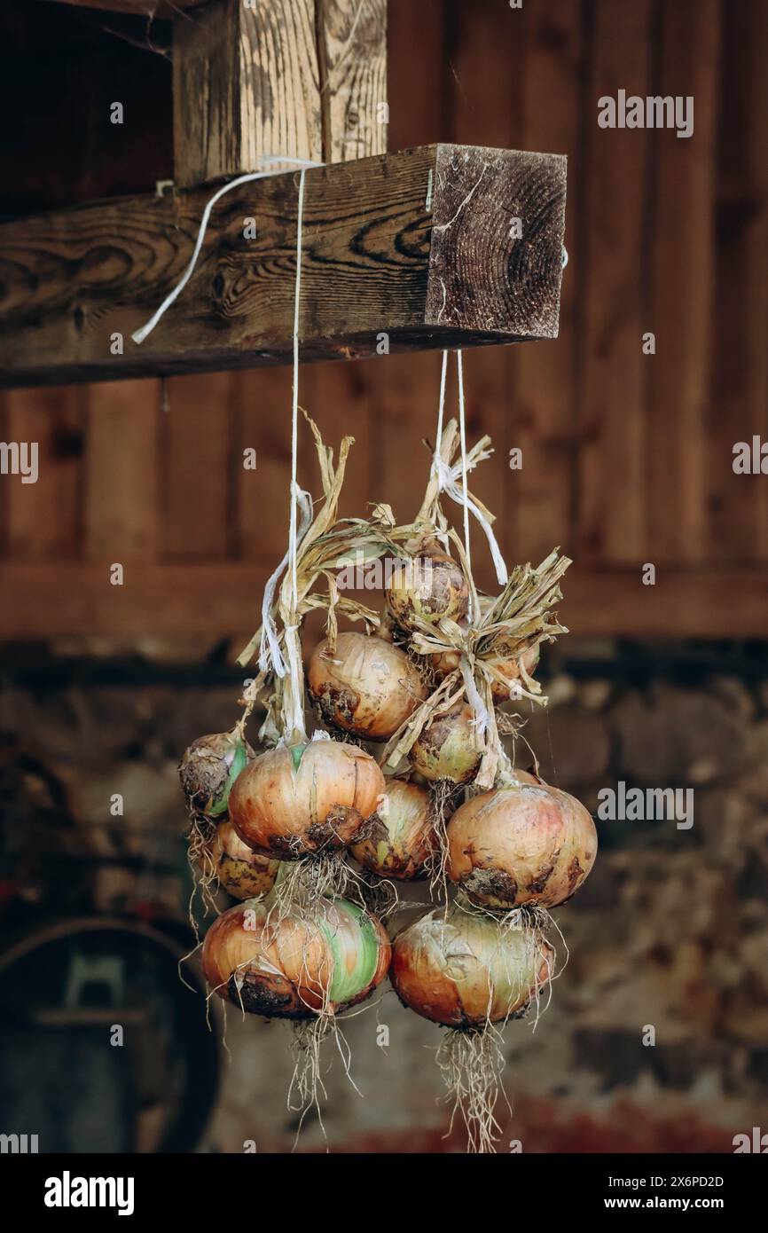 Ein paar Zwiebeln auf einer Farm in Norditalien Stockfoto