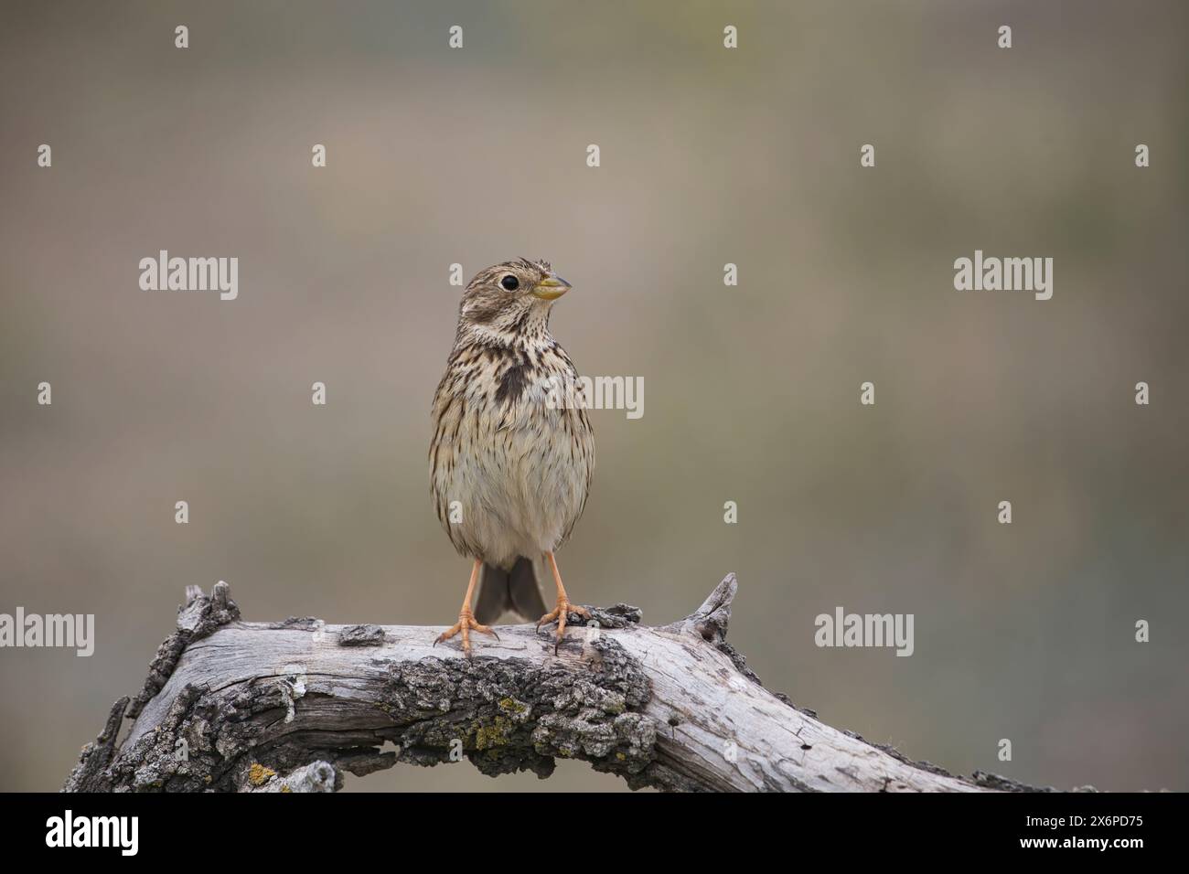 Grauammer (Emberiza Calandra) Stockfoto