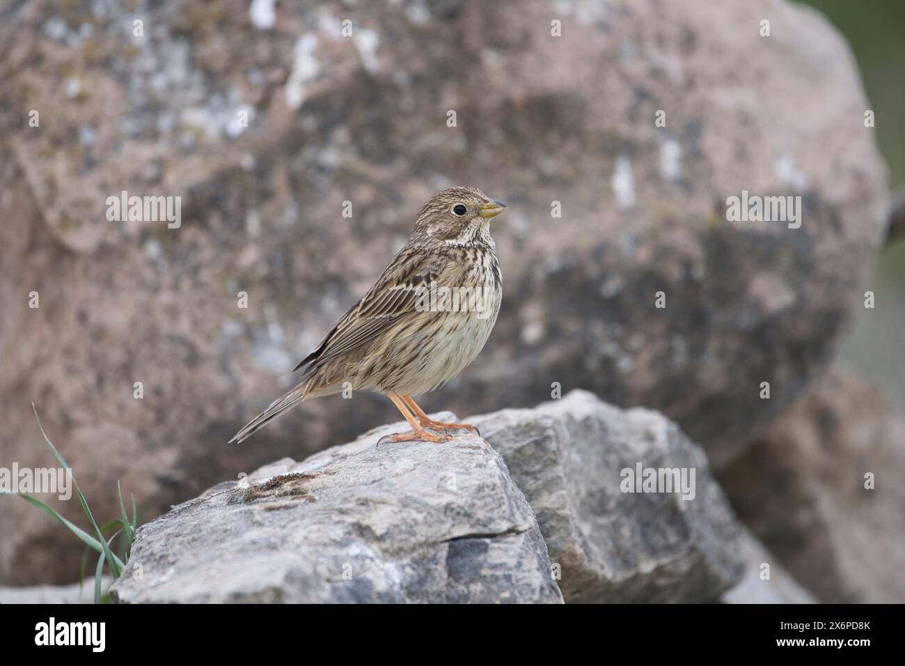 Grauammer (Emberiza Calandra) Stockfoto