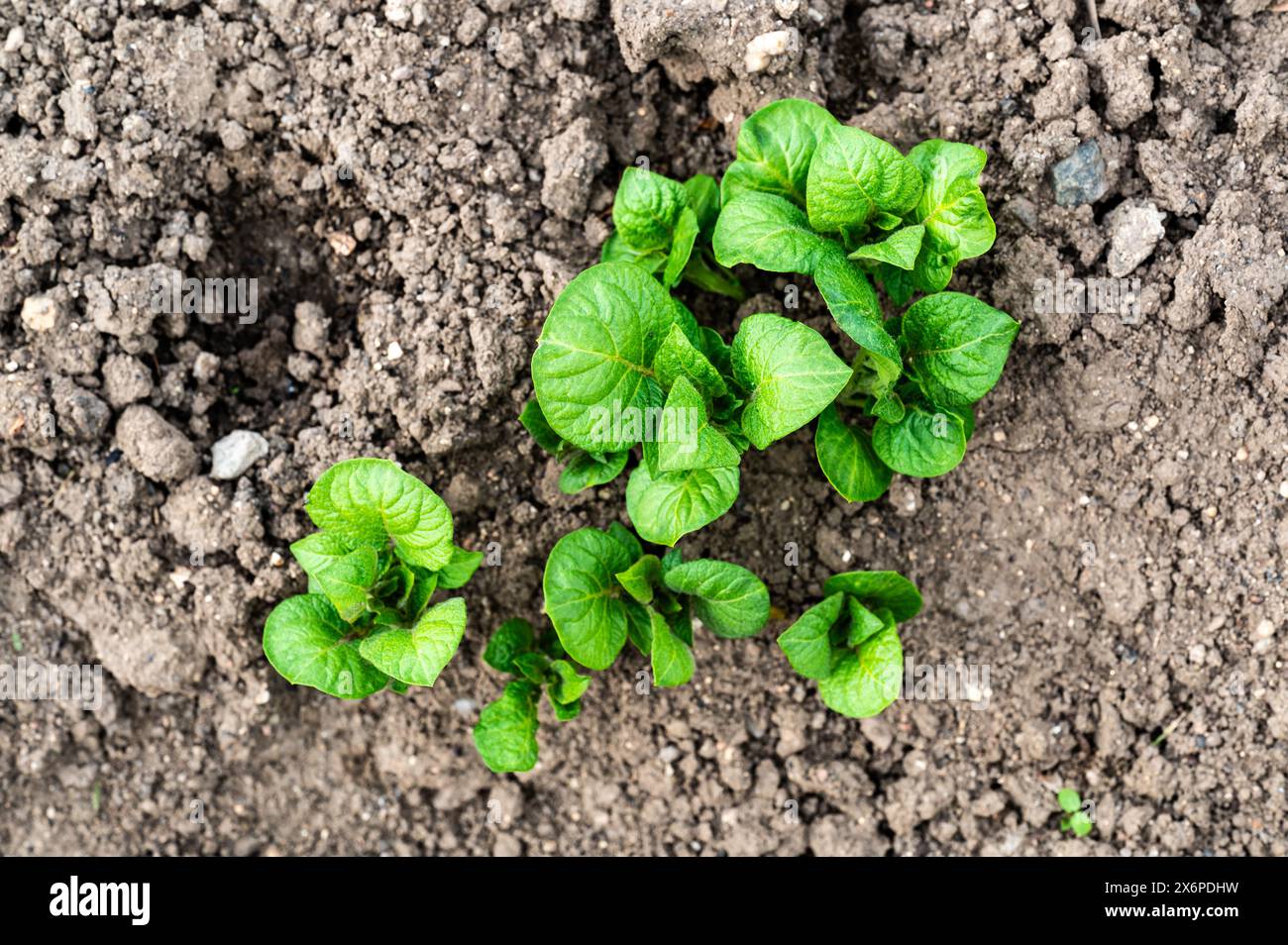 Erden Sie im Frühjahr von selbst angebauten Bio-Kartoffelpflanzen (Solanum tuberosum), die in einem Hochbeet auf einem Kleingarten wachsen Stockfoto
