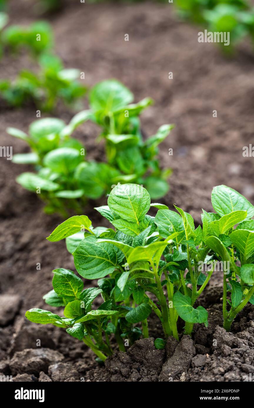 Erden Sie im Frühjahr von selbst angebauten Bio-Kartoffelpflanzen (Solanum tuberosum), die in einem Hochbeet auf einem Kleingarten wachsen Stockfoto