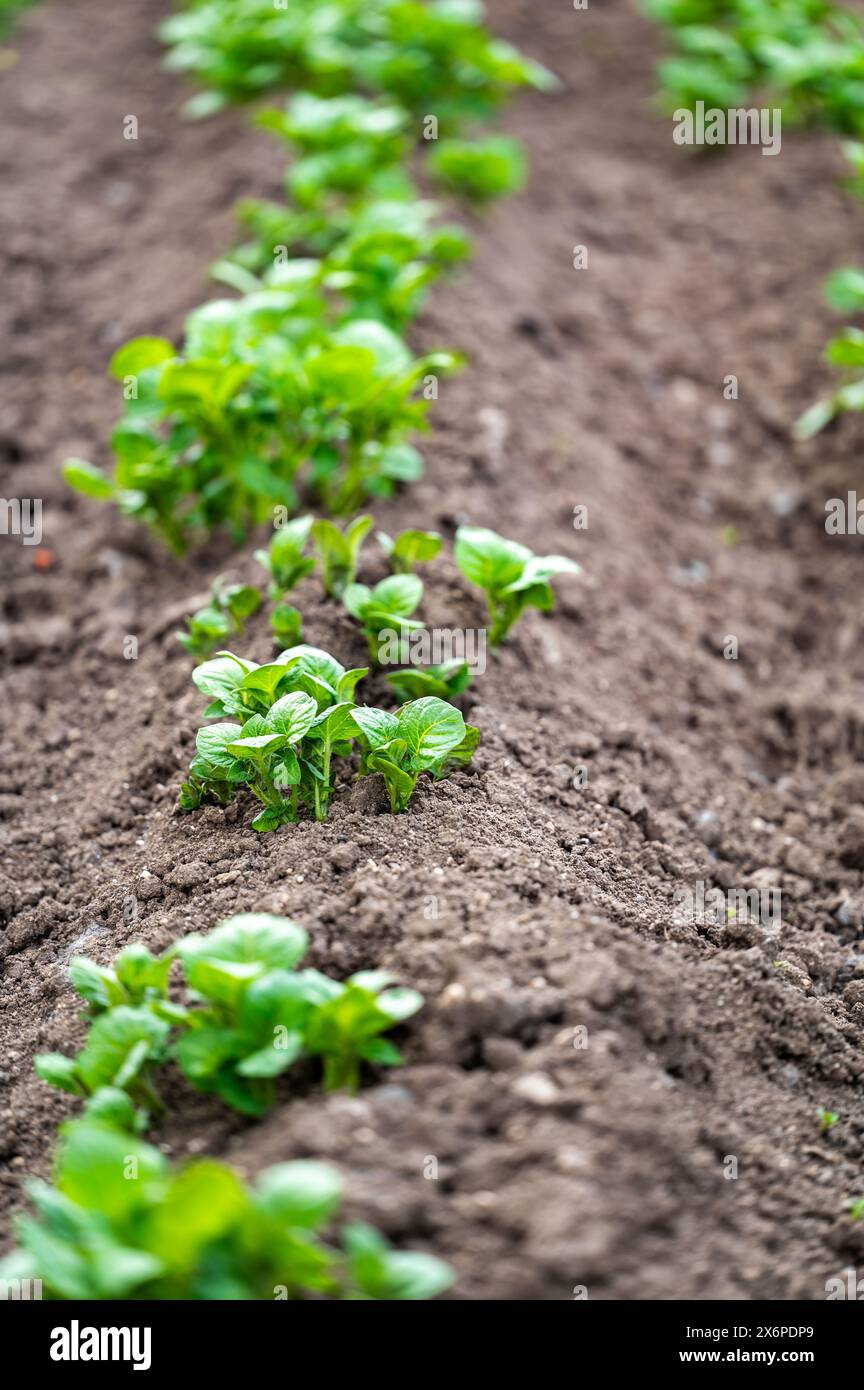 Erden Sie im Frühjahr von selbst angebauten Bio-Kartoffelpflanzen (Solanum tuberosum), die in einem Hochbeet auf einem Kleingarten wachsen Stockfoto