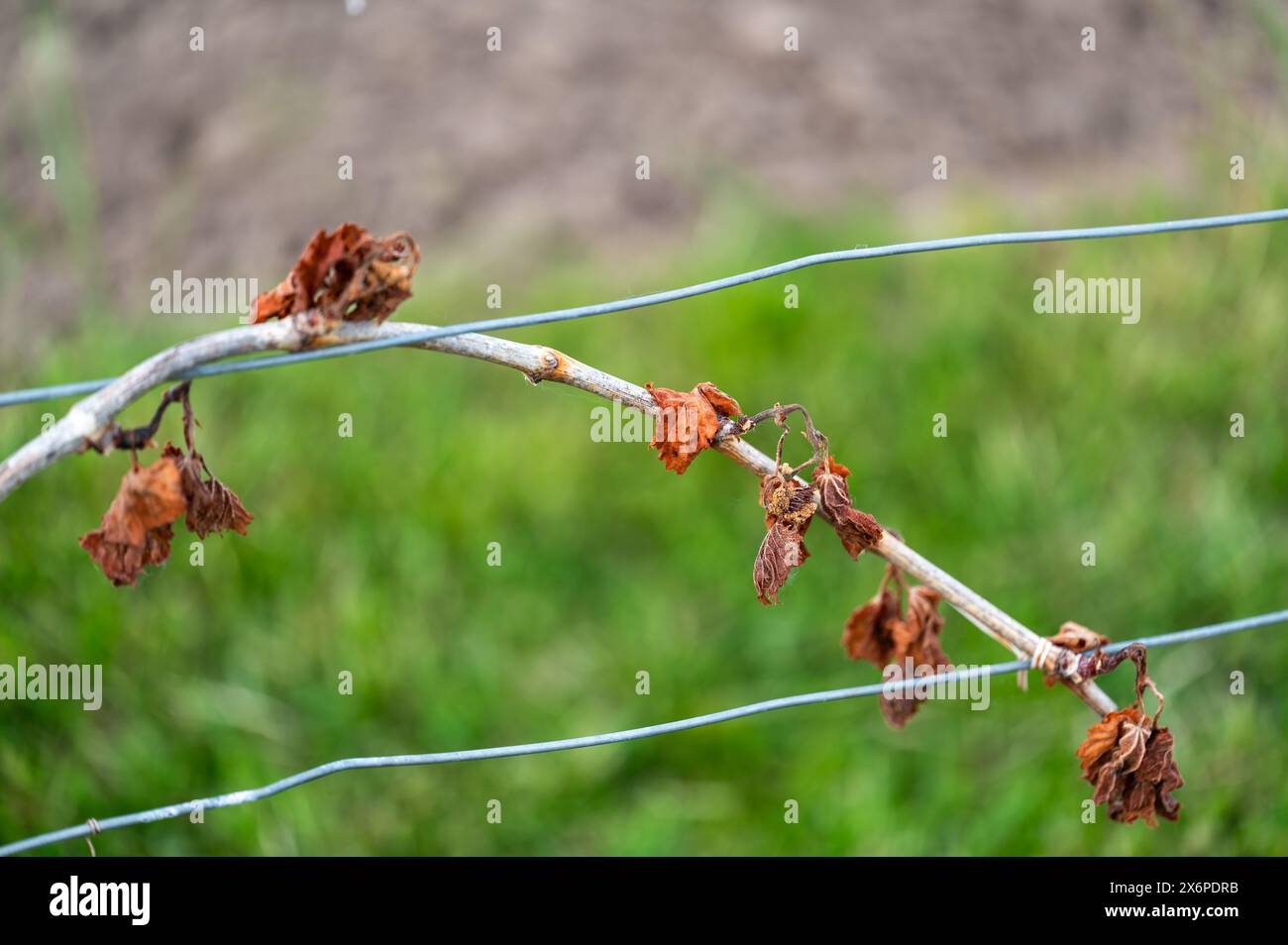 Detail des Weinbaublattes im Weinberg, das durch Morgenfrost im frühen Frühjahr zerstört wird. Stockfoto