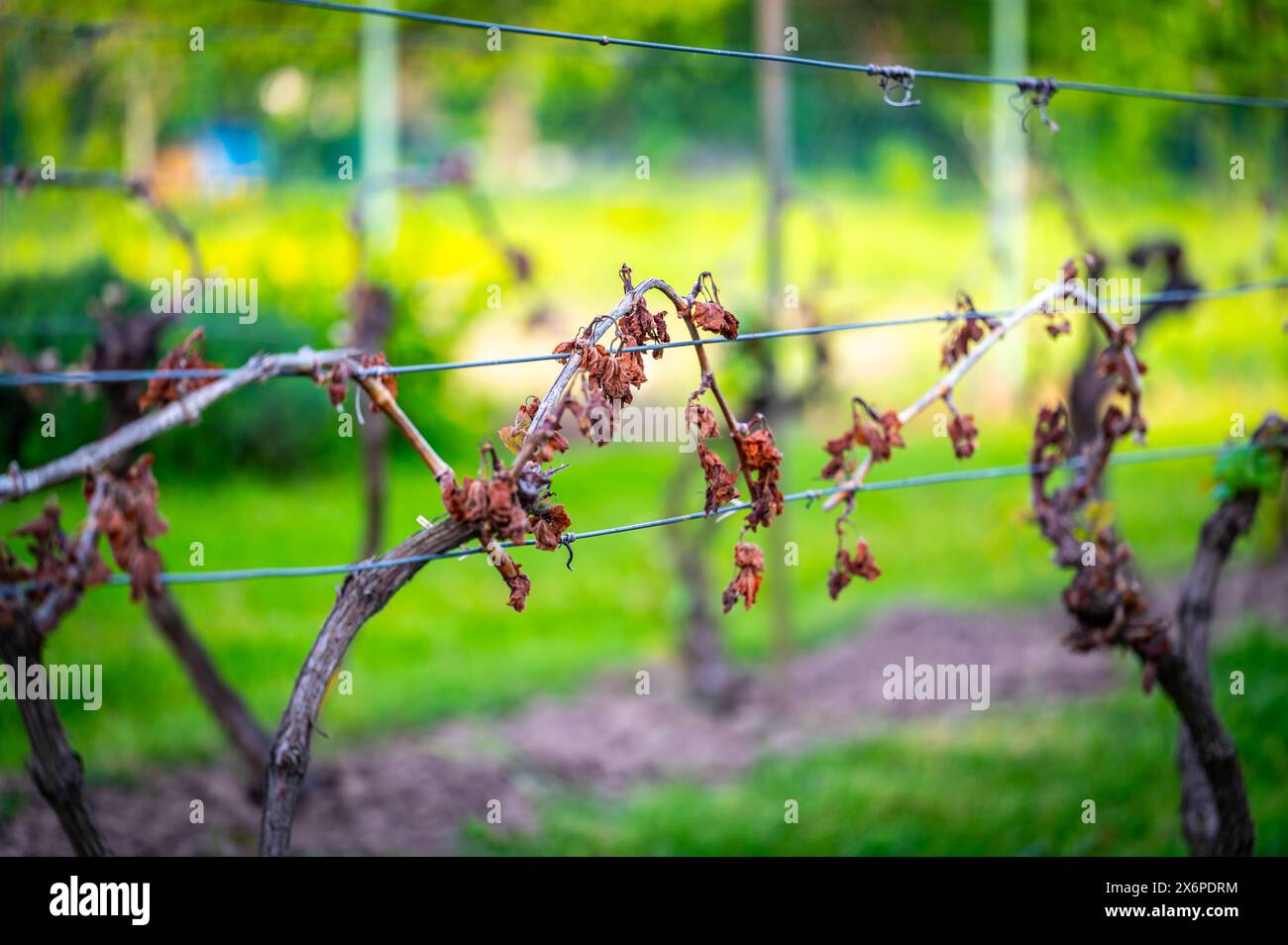 Detail des Weinbaublattes im Weinberg, das durch Morgenfrost im frühen Frühjahr zerstört wird. Stockfoto