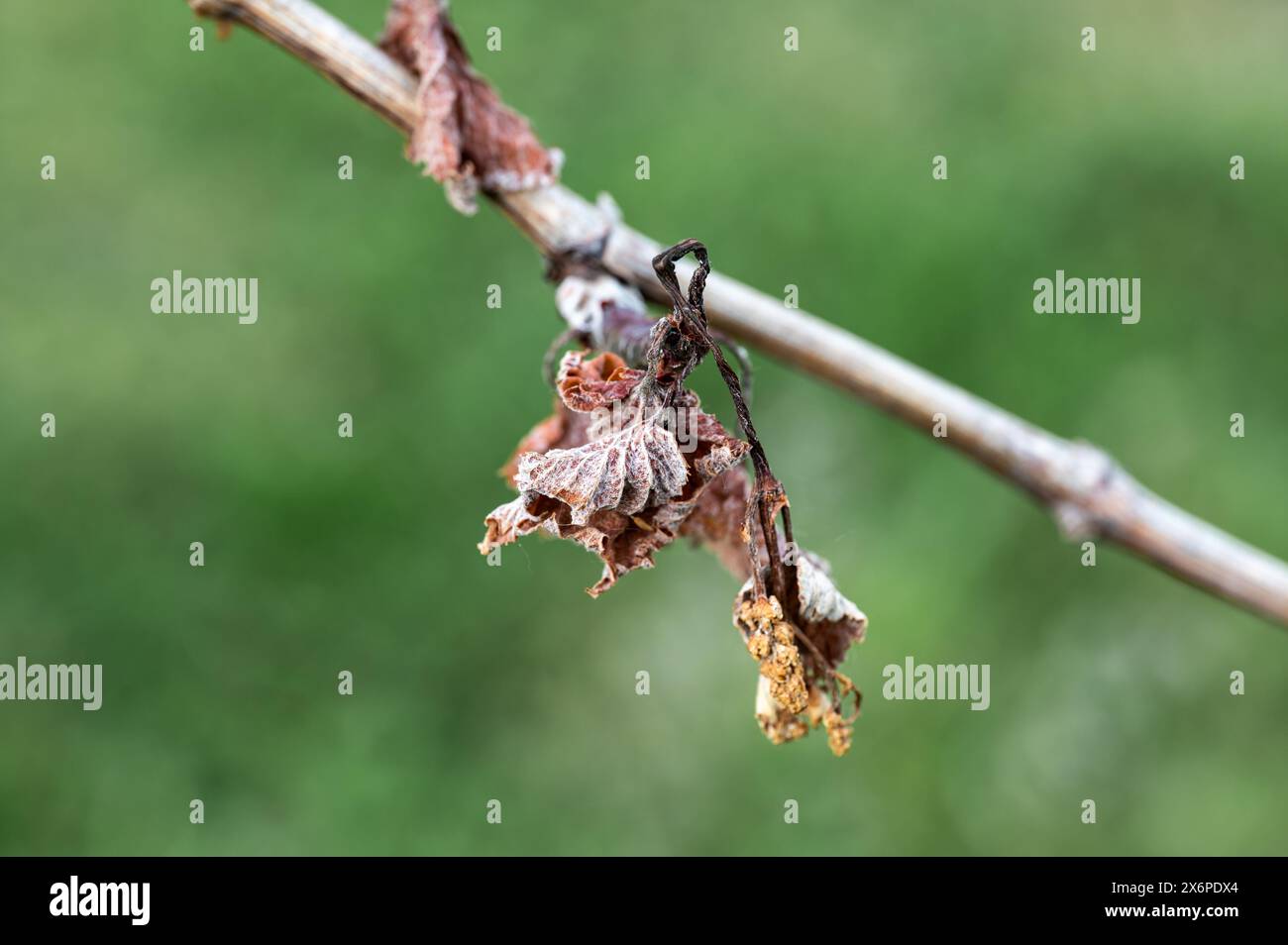 Detail des Weinbaublattes im Weinberg, das durch Morgenfrost im frühen Frühjahr zerstört wird. Stockfoto