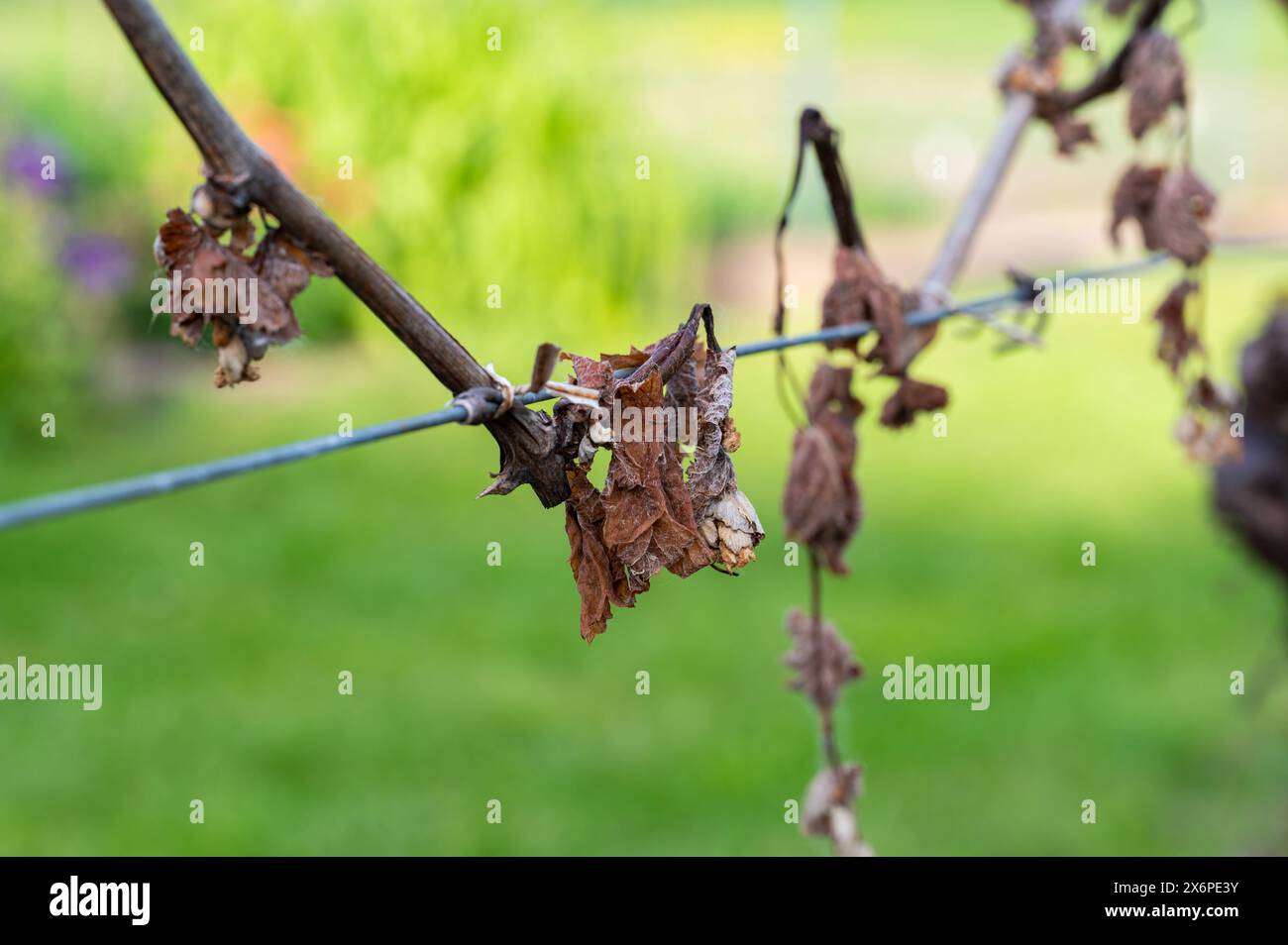 Detail des Weinbaublattes im Weinberg, das durch Morgenfrost im frühen Frühjahr zerstört wird. Stockfoto