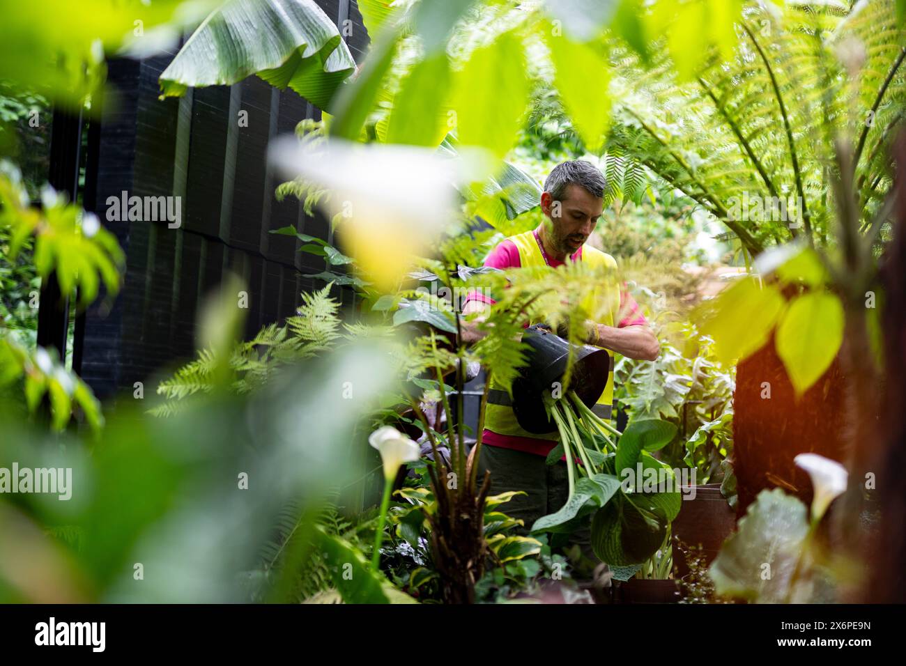 Die Vorbereitungen laufen vor der RHS Chelsea Flower Show im Royal Hospital Chelsea, London. Bilddatum: Donnerstag, 16. Mai 2024. Stockfoto