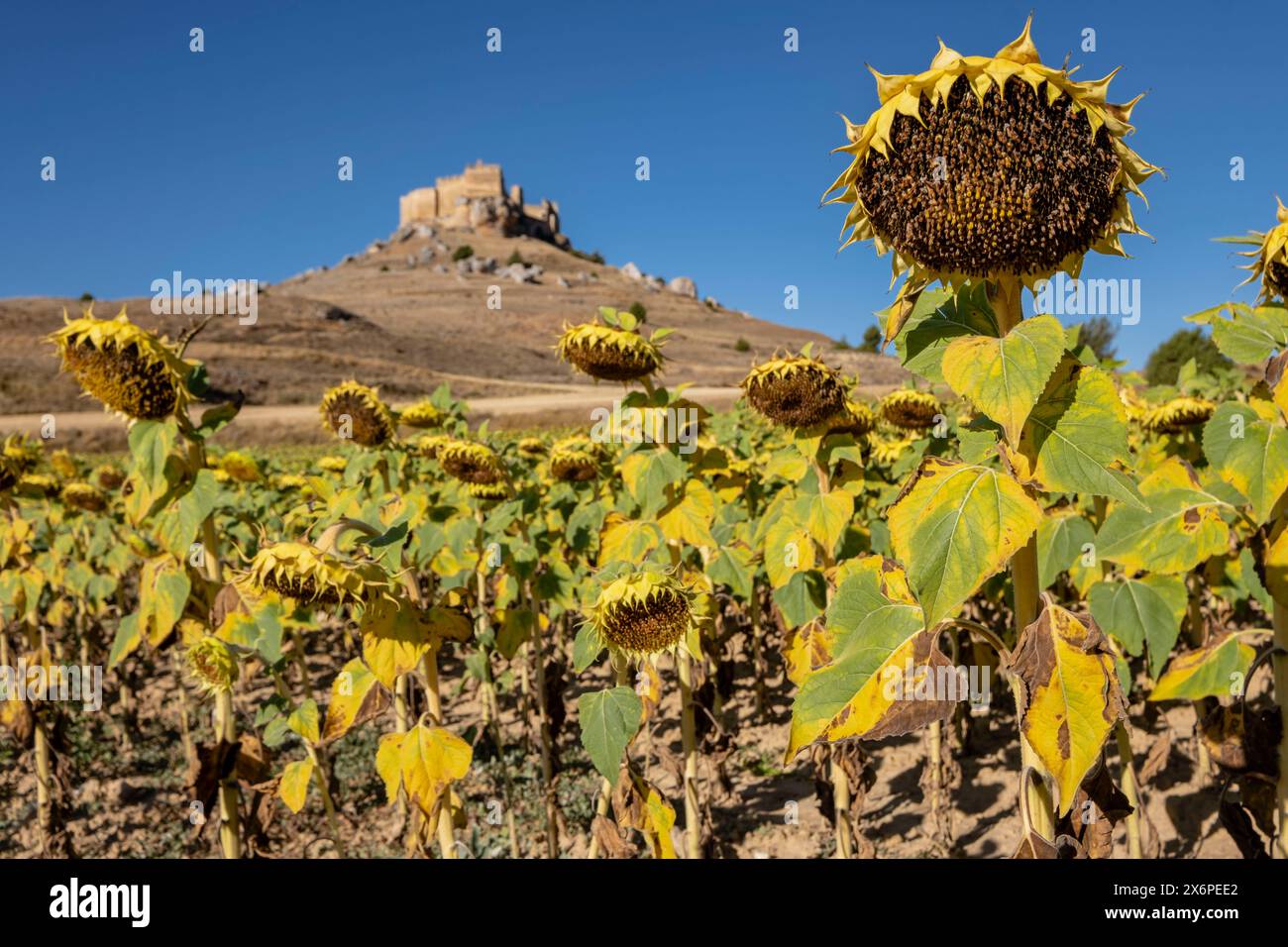 Sonnenblumenfeld, Helianthus annuus, Castillo de Gormaz, Siglo X, Gormaz, Soria, Comunidad Autónoma de Castilla, Spanien, Europa. Stockfoto