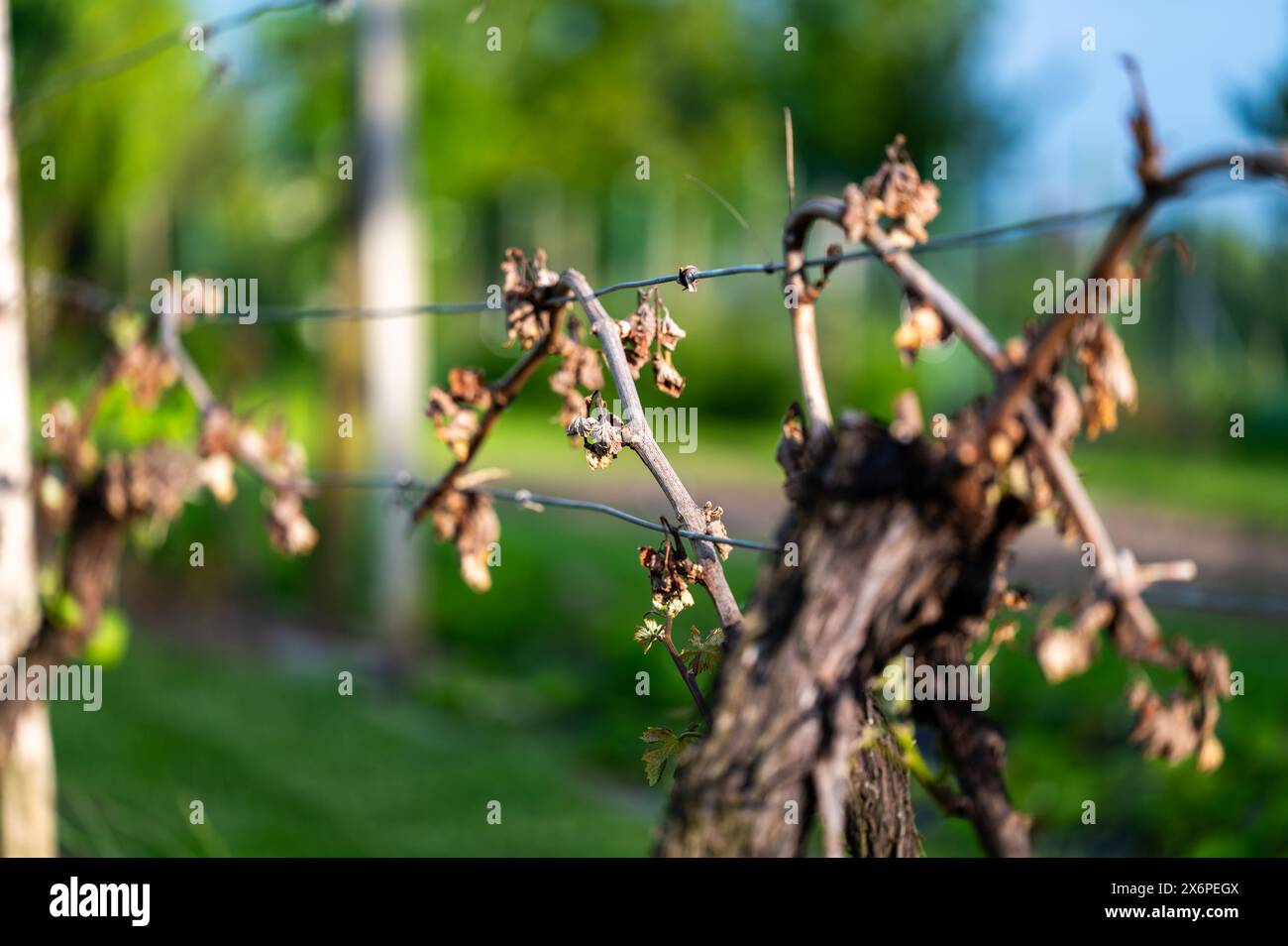 Detail des Weinbaublattes im Weinberg, das durch Morgenfrost im frühen Frühjahr zerstört wird. Stockfoto