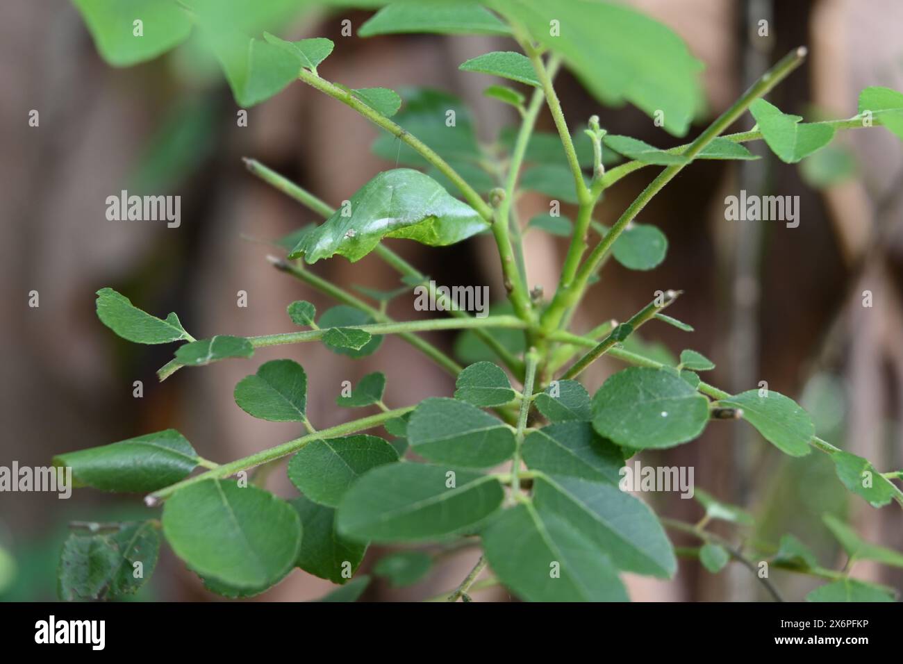 Seitenansicht eines grünen Schmetterlings Chrysalis, der zum Mormonenfalter (Papilio polytes) gehört und unter einem Curryblattstiel hängt. Stockfoto