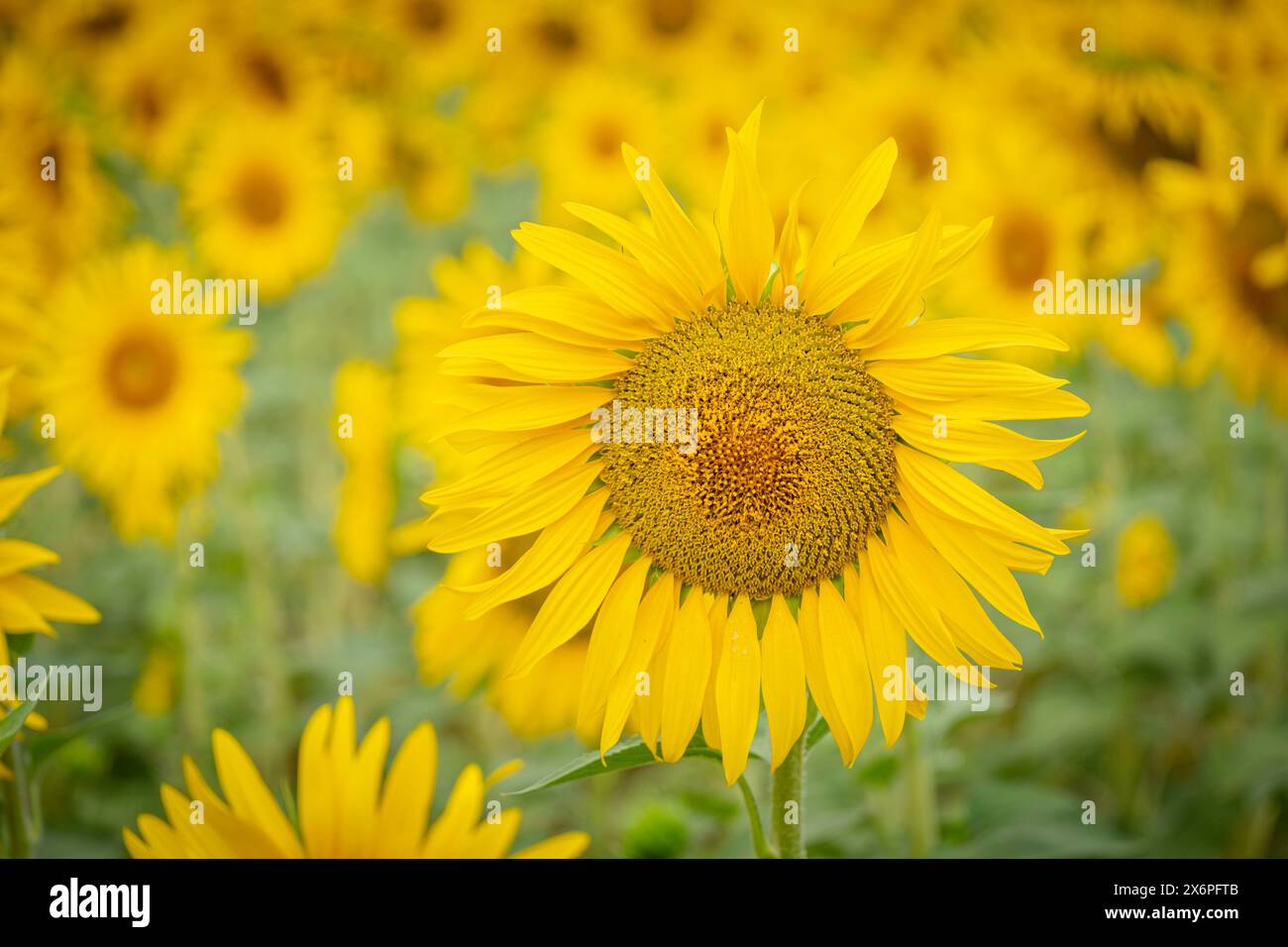 Sonnenblumenfeld, Helianthus annuus, Santa María de Huerta, Soria, autonome Gemeinschaft Castilla y León, Spanien, Europa. Stockfoto