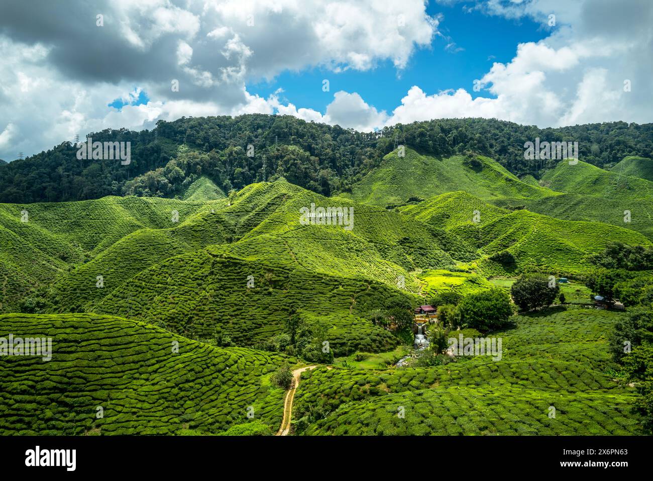Die üppigen grünen Teepflanzen der Cameron Valley Tea Plantage im Cameron Highlands in Malaysia Stockfoto