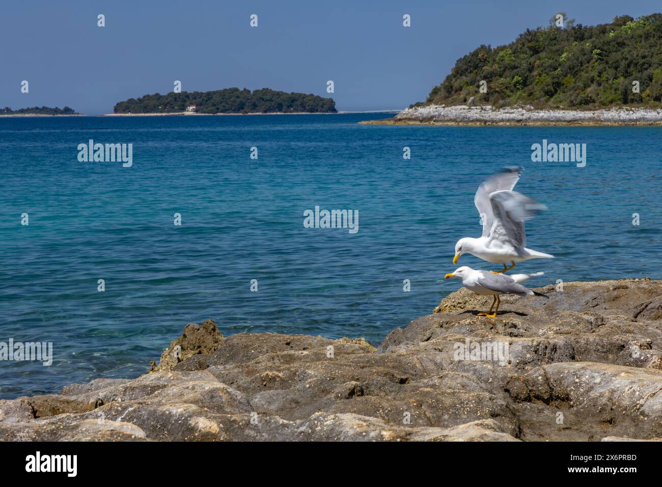 Zwei Möwen sitzen auf den Steinen am Meer, die Paarungszeit der Vögel in Kroatien an der Adria Stockfoto