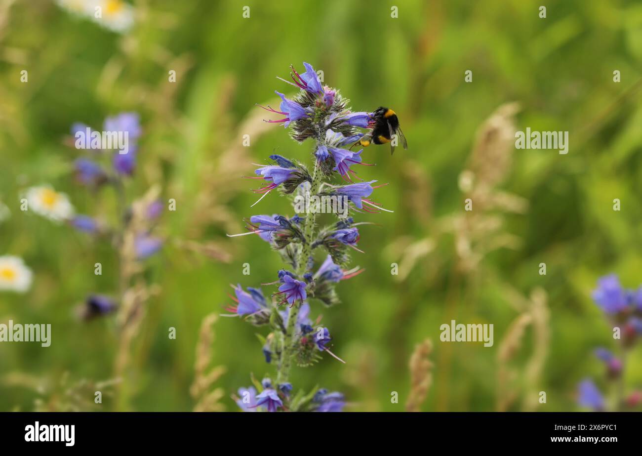 Viper-Glanzpflanze (Echium vulgare) Stockfoto