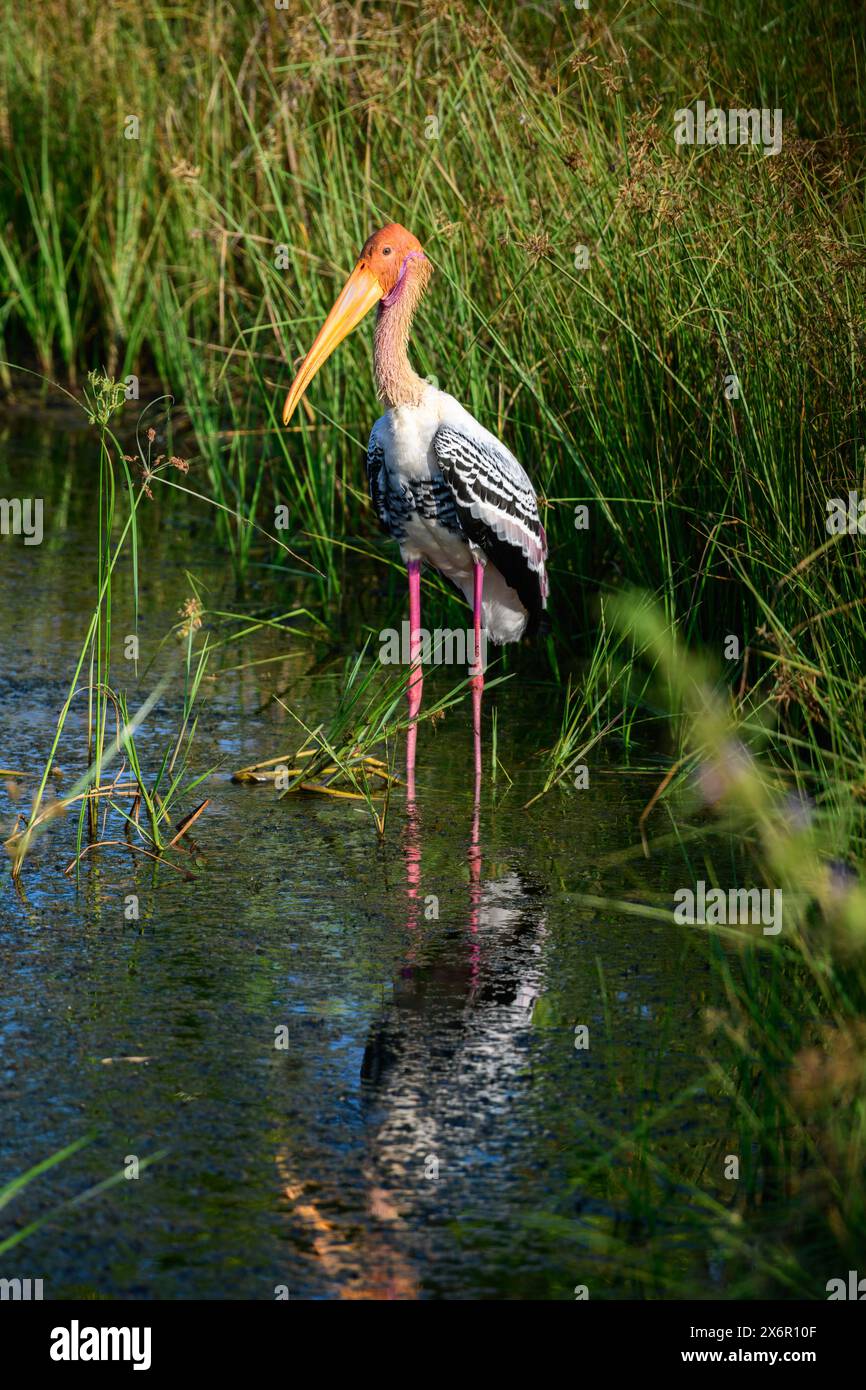 Gemaltes, stillstehendes Porträt des Storchs im Marsch im Yala-Nationalpark. Stockfoto