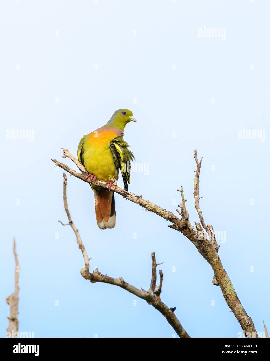 Orange-breasted Green Pigeon (Treron bicinctus) Barsch vor klarem blauem Himmel Hintergrund. Stockfoto