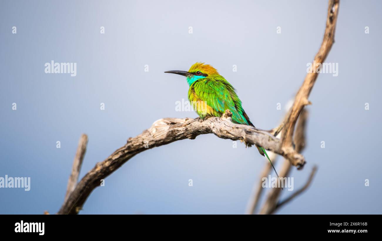 Grüner Bienenfresser (Merops orientalis), isoliert am klaren Himmel im Yala-Nationalpark, Sri Lanka. Stockfoto