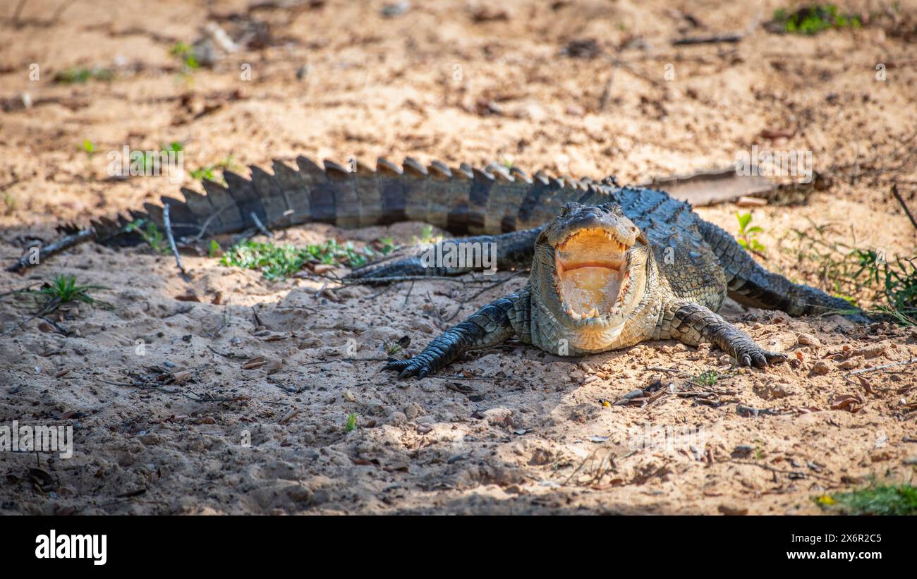 Das Raubkrokodil liegt mit offenem Mund auf dem Boden. Stockfoto