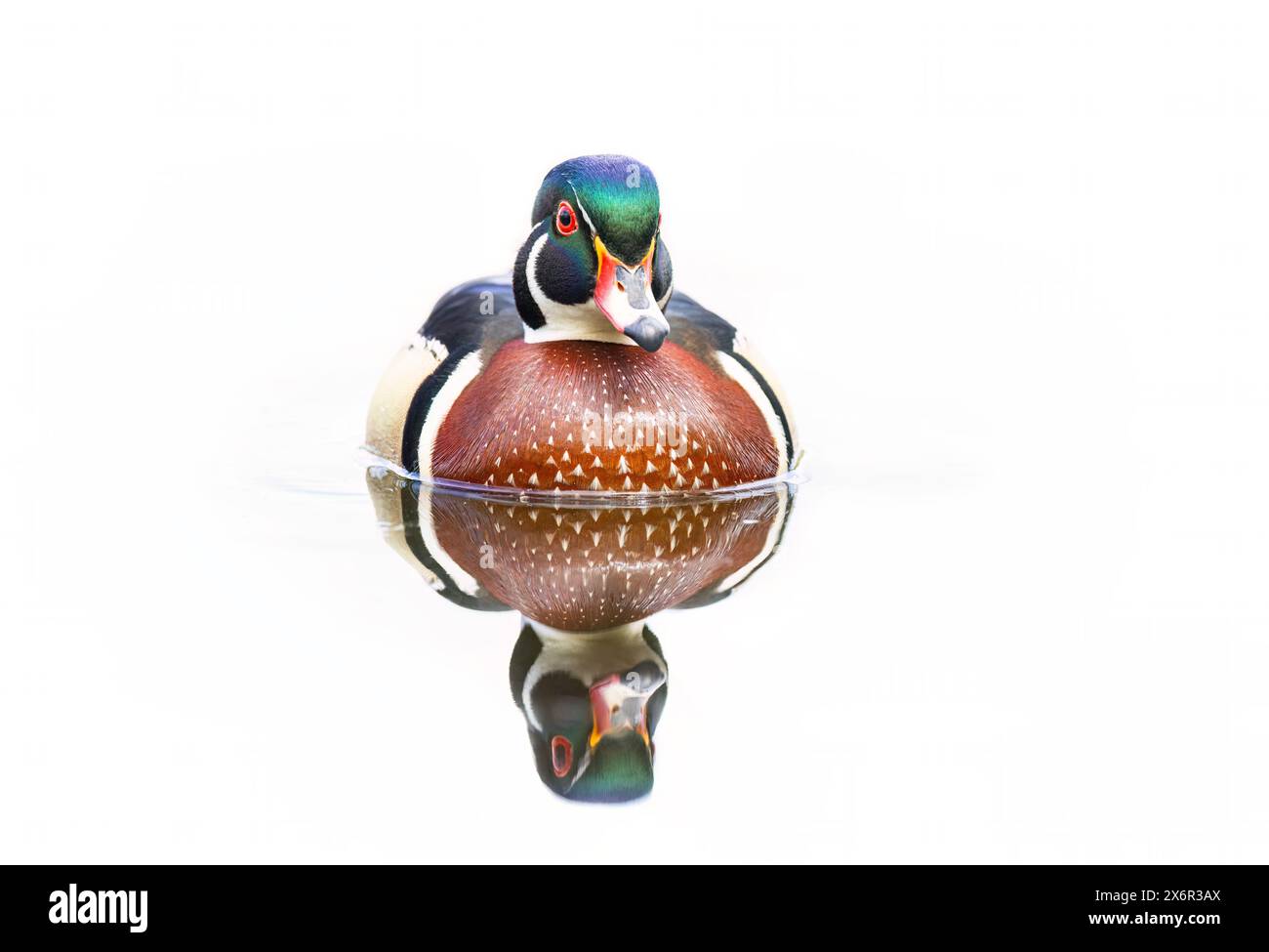 Großaufnahme eines männlichen Reflektors einer Holzente, der auf dem Mud Lake in Ottawa, Kanada schwimmt Stockfoto