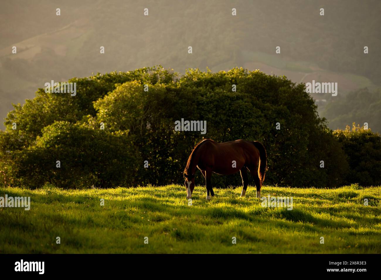 Vollblut-Pferd weidet im Abendlicht – Stockfoto Stockfoto
