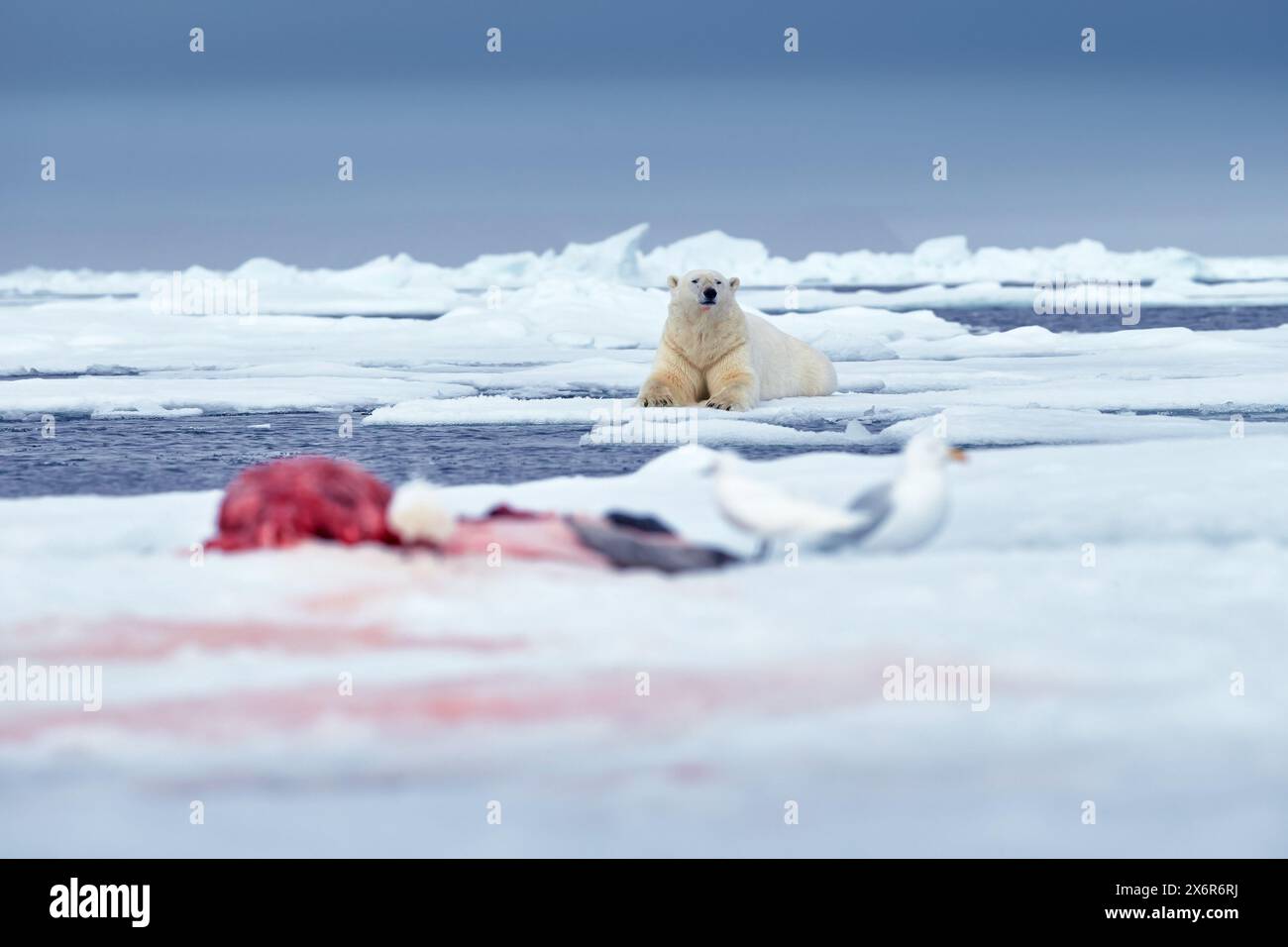 Wildtiere Svalbard, Norwegen. Bären mit Kadaver-Pelzfell, Wildtiere. Kadaver blauer Himmel und Wolken. Natur - Eisbär auf treibendem Eis mit s Stockfoto