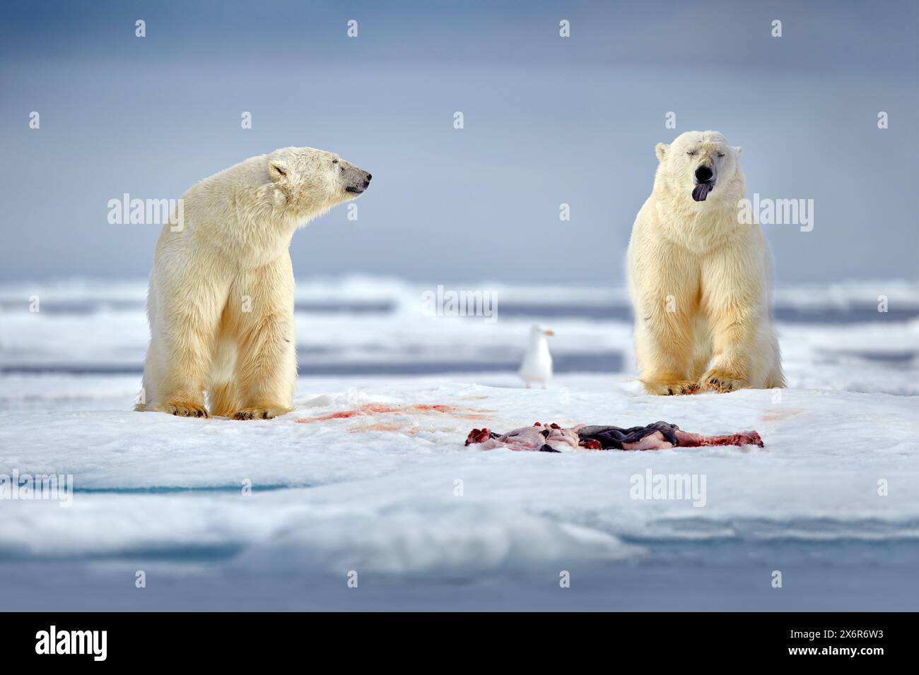 Wildtiere Svalbard, Norwegen. Bären mit Kadaver-Pelzfell, Wildtiere. Kadaver blauer Himmel und Wolken. Natur - Eisbär auf treibendem Eis mit s Stockfoto