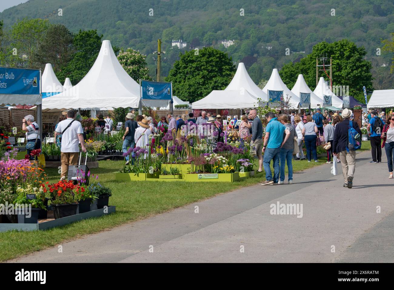 Pflanzenzügler-Stände. RHS Spring Festival, Malvern, Worcestershire, England Stockfoto