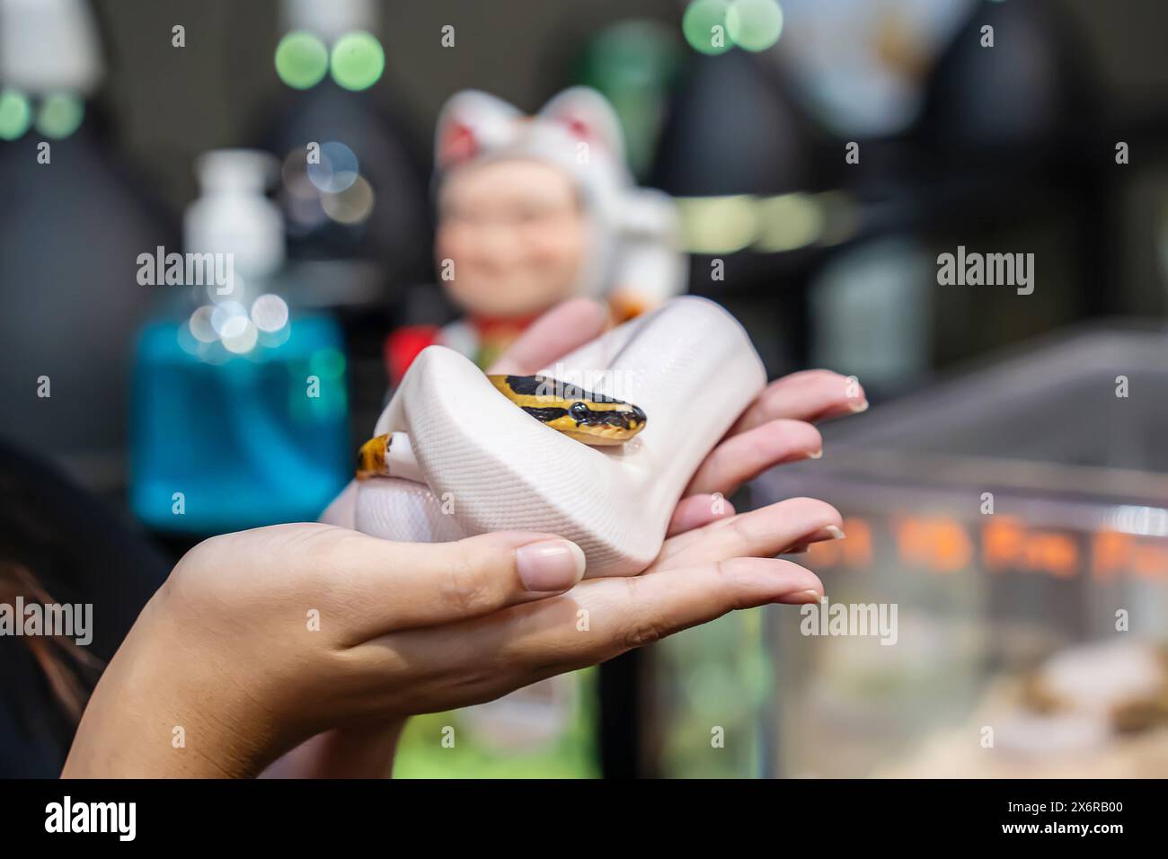 Ballpython auf der Hand der Frau. Es ist ein beliebtes Haustier in Thailand. Stockfoto