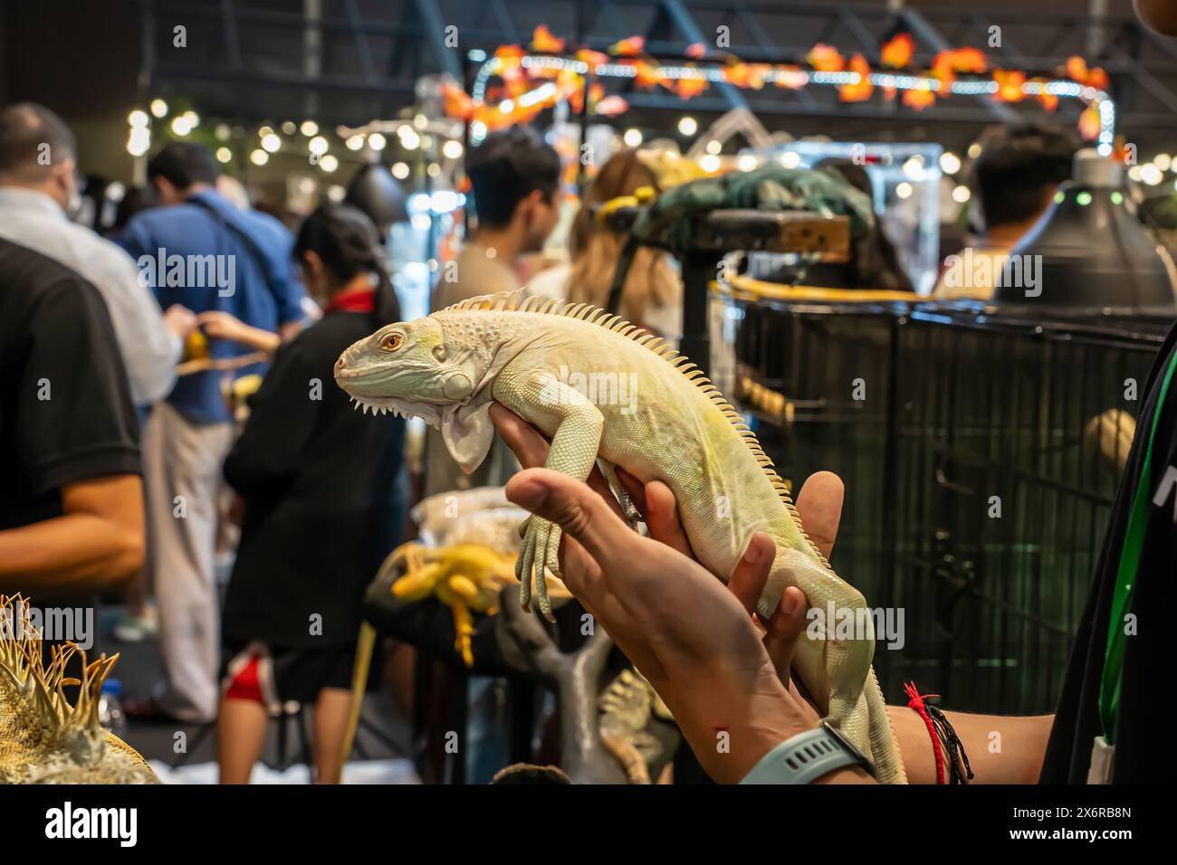 Gelber Albino Iguana auf der Hand der Leute. Es ist ein beliebtes Haustier in Thailand. Stockfoto