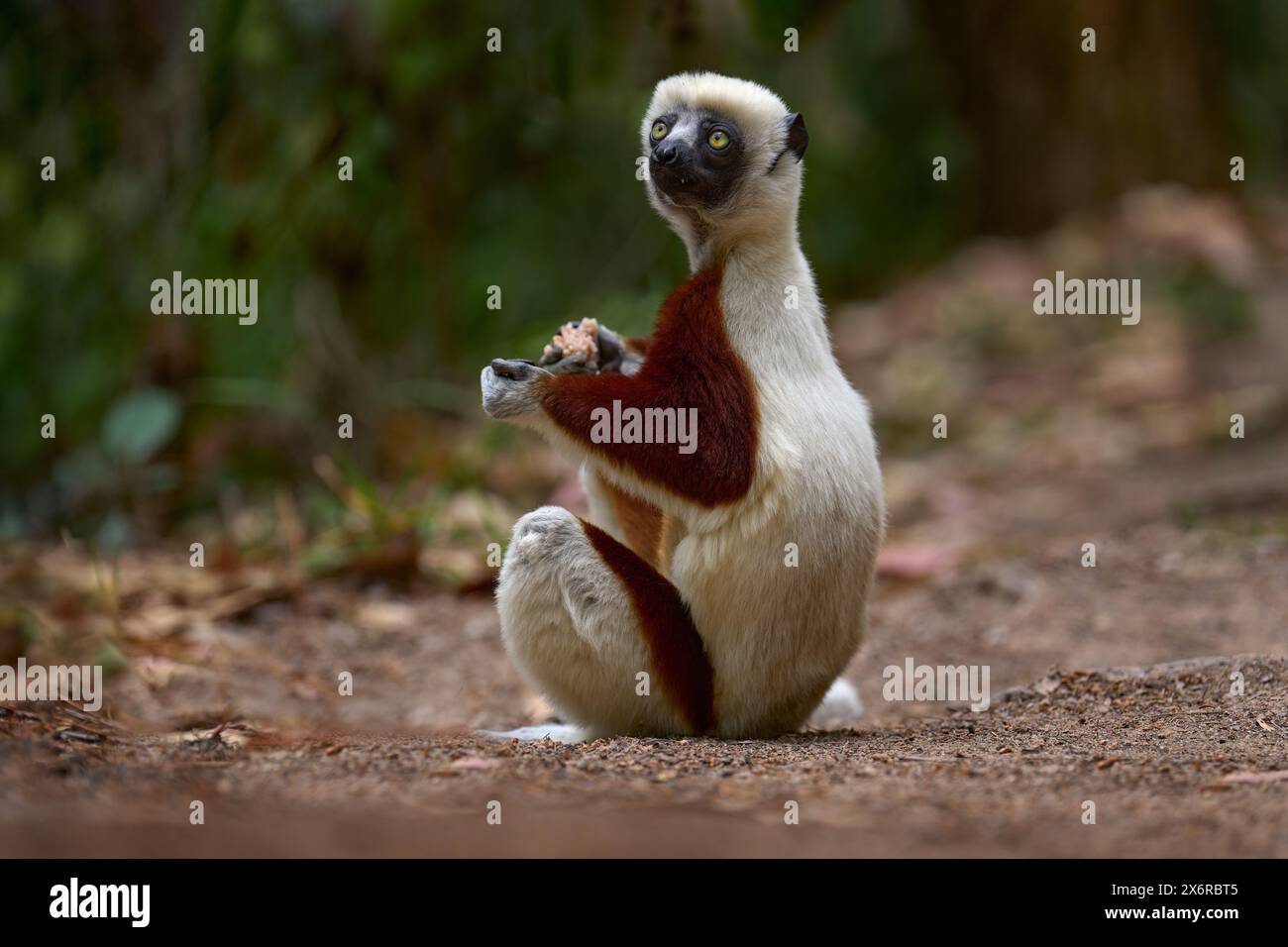 Madagaskar endemische Tierwelt. Afrika Natur. Coquerel-Sifaka, Propithecus coquereli, Ankarafantsika NP. Affe im Lebensraum. Wildes Madagaskar. Lemur in Stockfoto