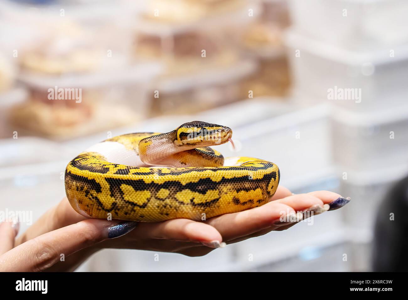 Ballpython auf der Hand der Frau. Es ist ein beliebtes Haustier in Thailand. Stockfoto