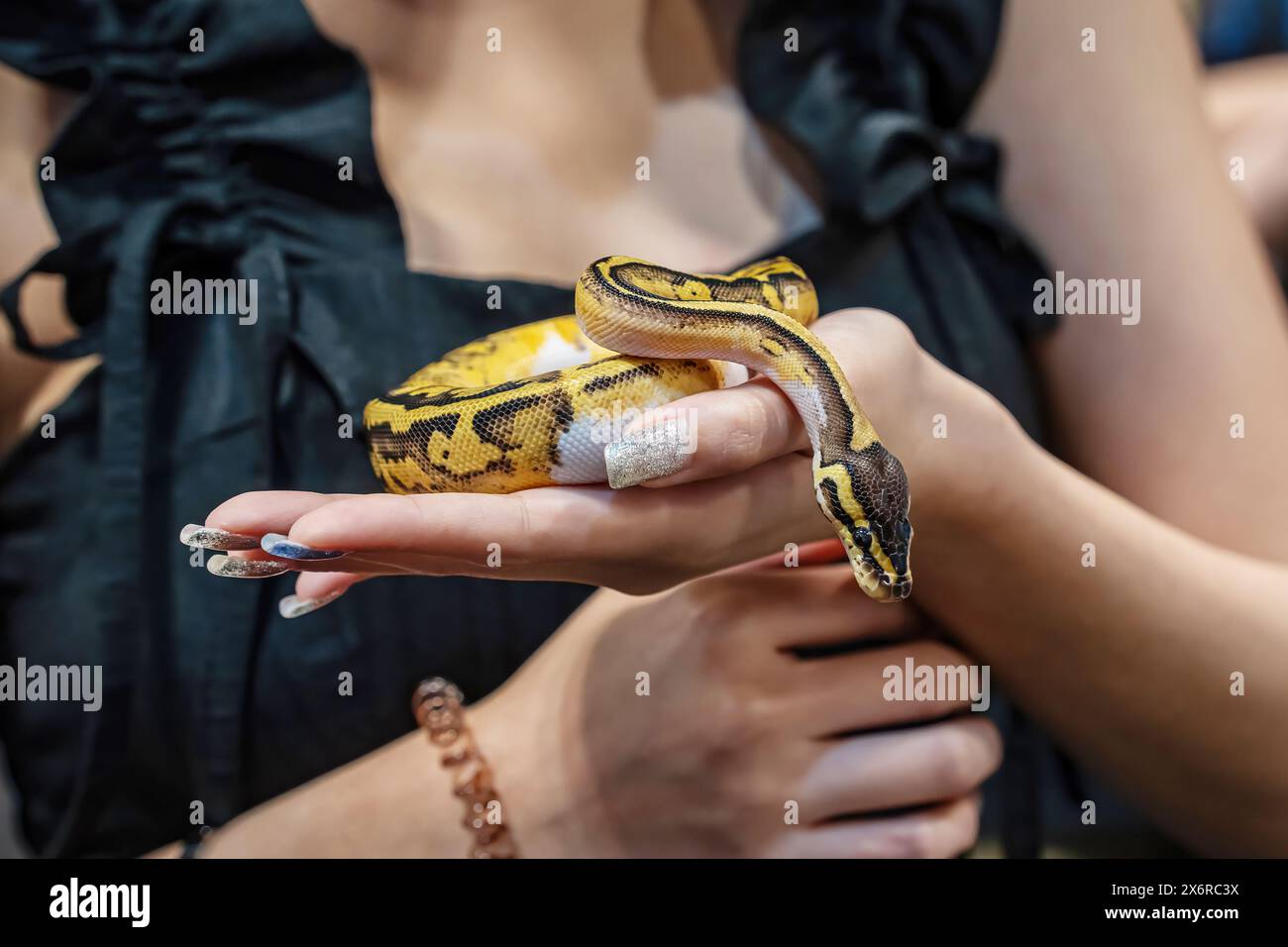 Ballpython auf der Hand der Frau. Es ist ein beliebtes Haustier in Thailand. Stockfoto