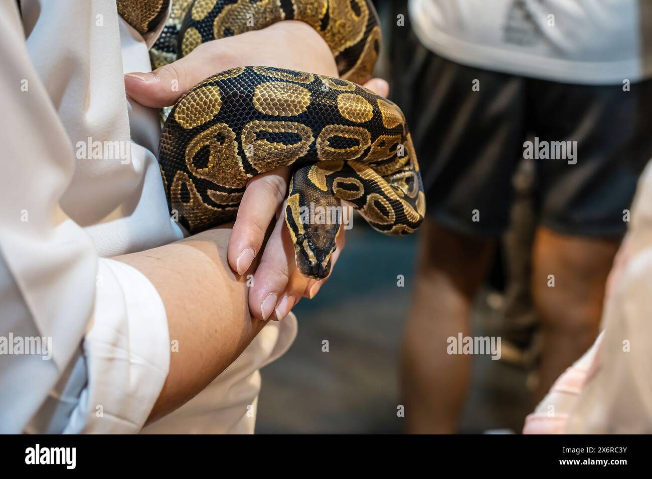 Ballpython auf der Hand der Frau. Es ist ein beliebtes Haustier in Thailand. Stockfoto