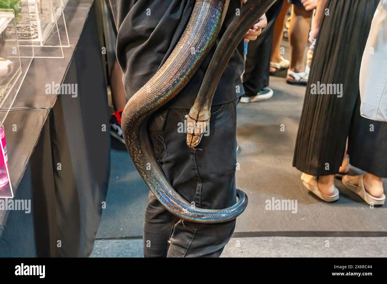 Die Schlange, die auf einem Körper von Person schlüpft. Es ist ein beliebtes Haustier in Thailand. Stockfoto