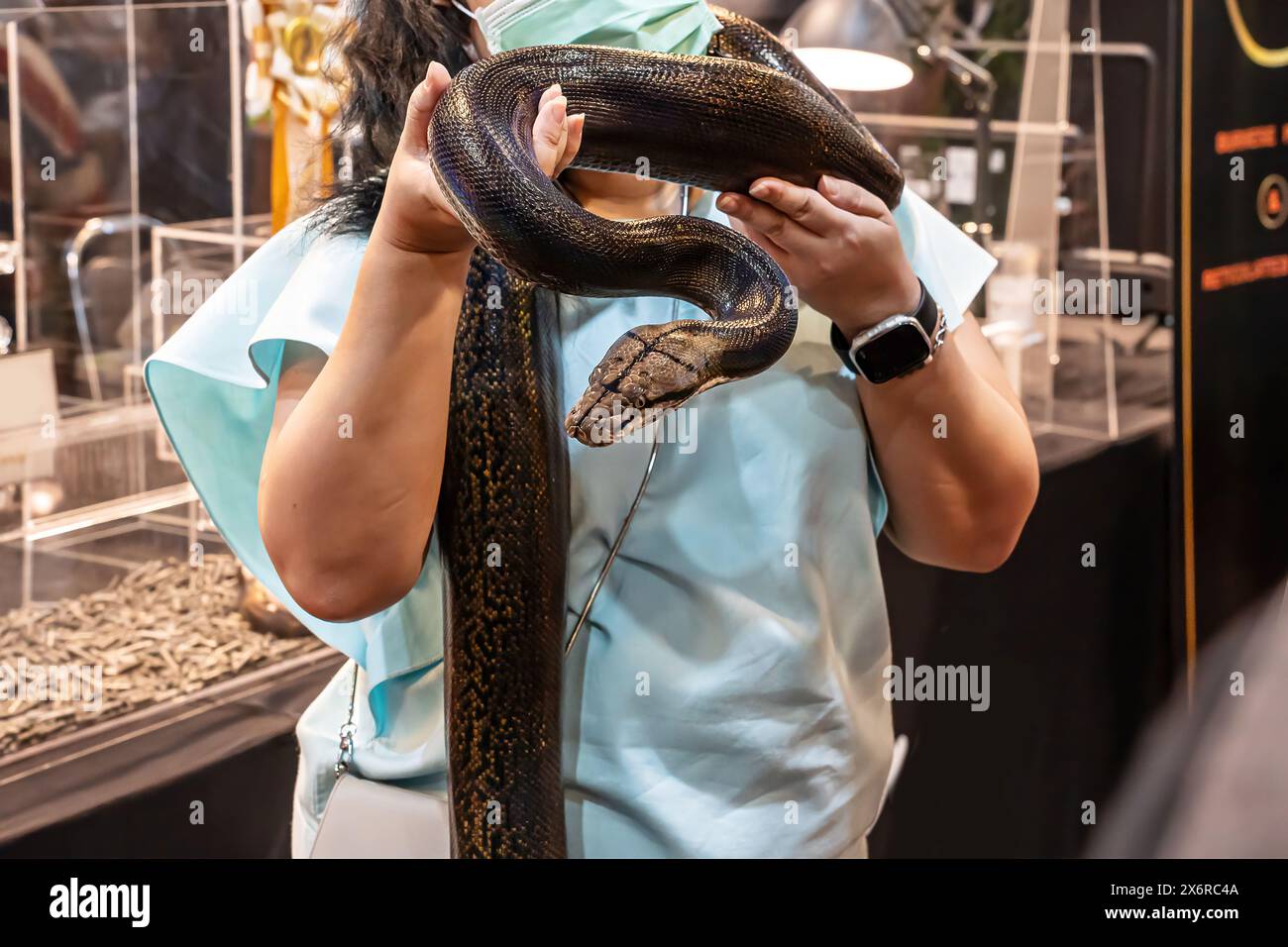 Schlange an der Hand der Leute. Es ist ein beliebtes Haustier in Thailand. Stockfoto