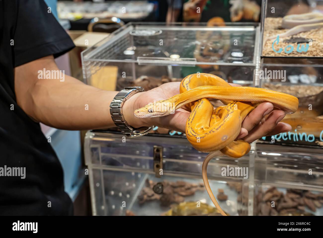 Ballpython auf der Hand der Leute. Es ist ein beliebtes Haustier in Thailand. Stockfoto