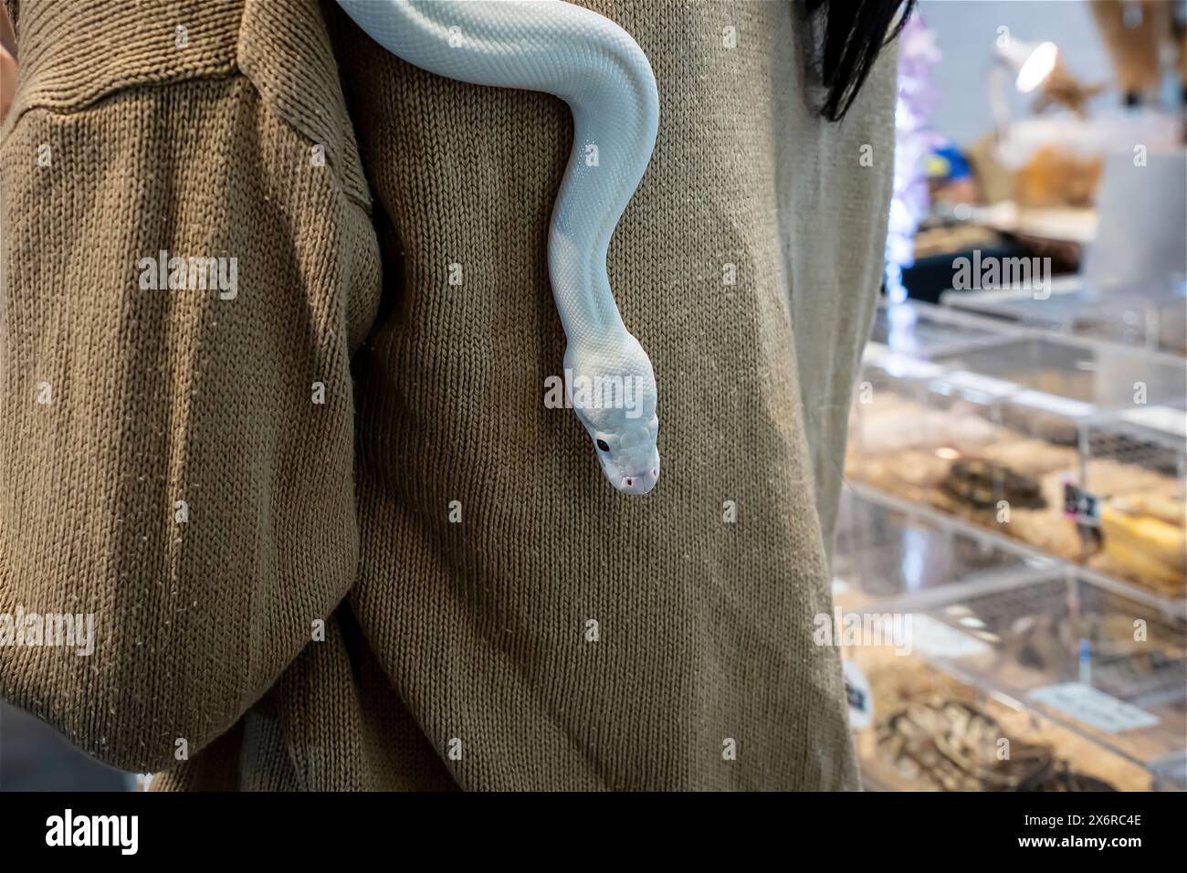 Die Schlange, die auf einem Körper von Person schlüpft. Es ist ein beliebtes Haustier in Thailand. Stockfoto